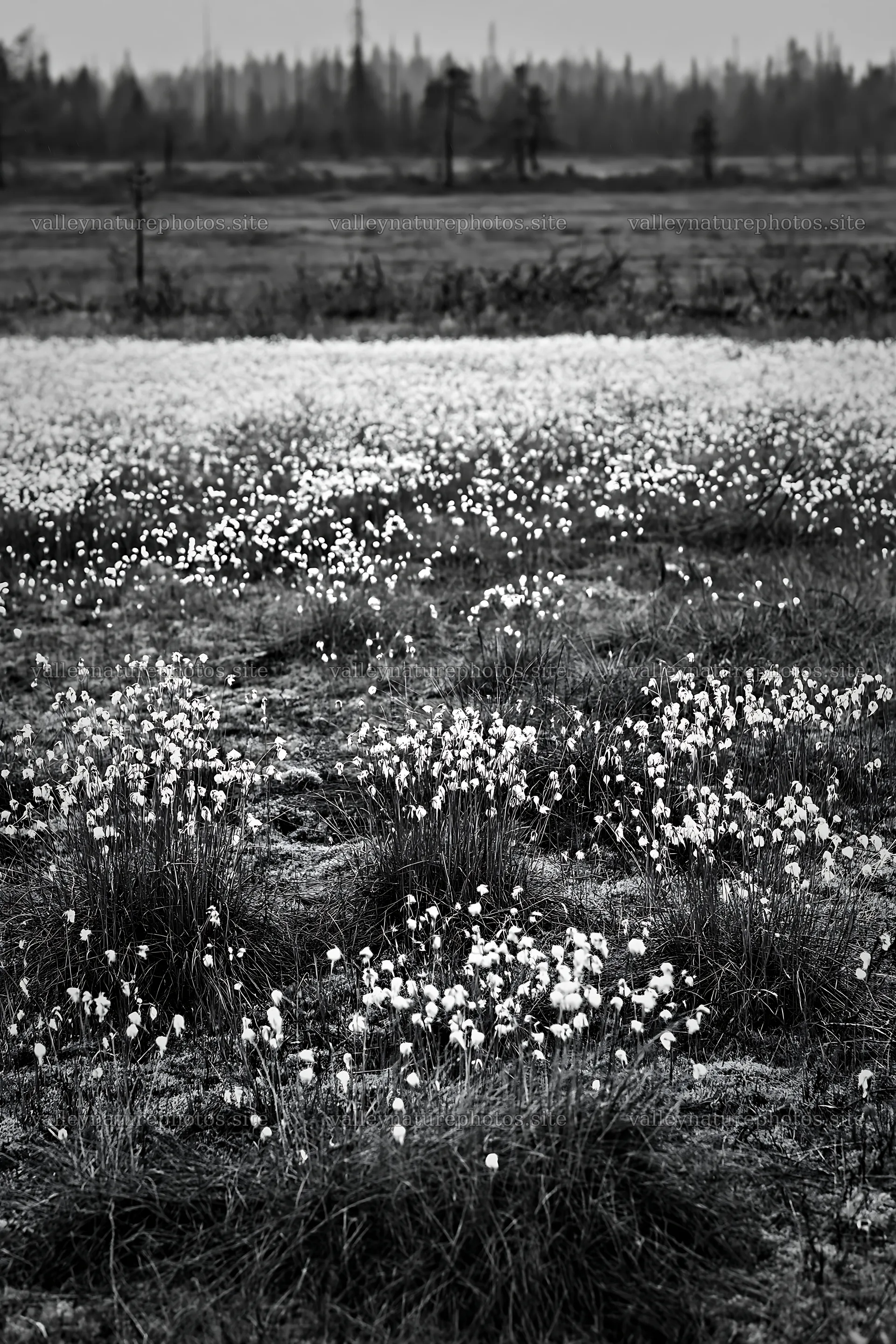 Cottongrass meadow glow at dusk in black and white – nature photography 6480x9722