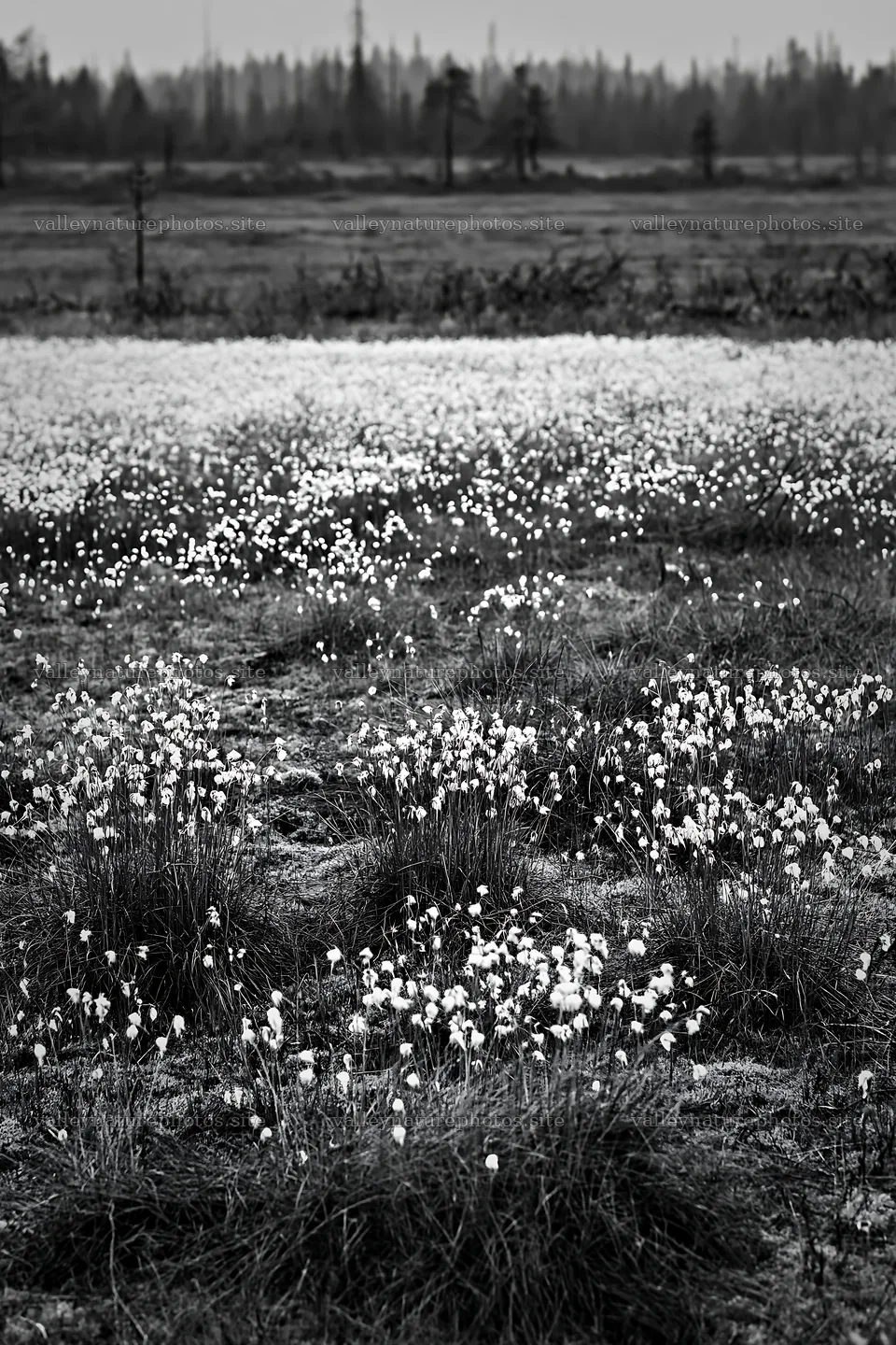 Cottongrass meadow glow at dusk in black and white – nature photography 6480x9722