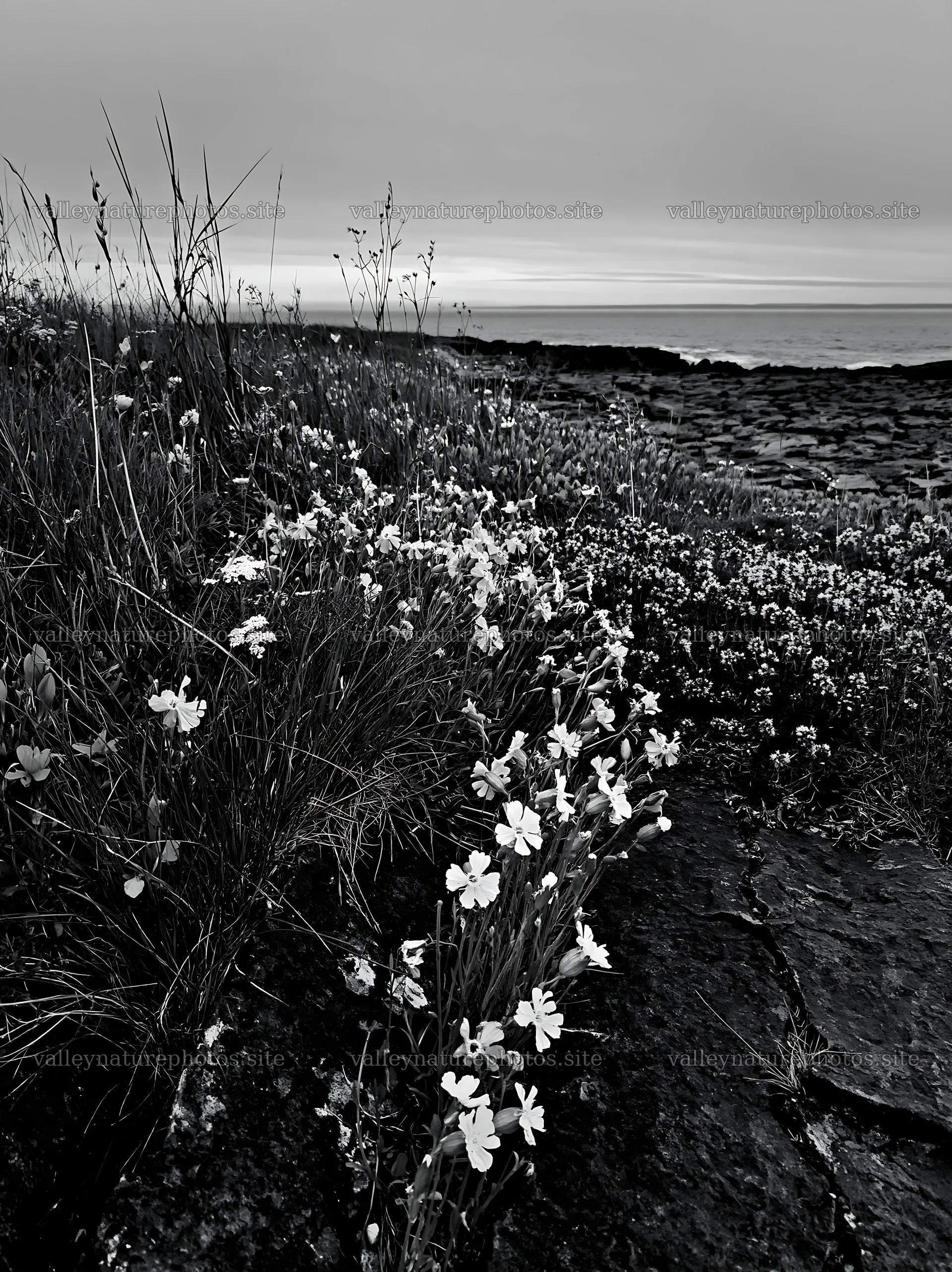 Biodiverse meadow with coastal flowers at the shore – nature photography 6866x9174