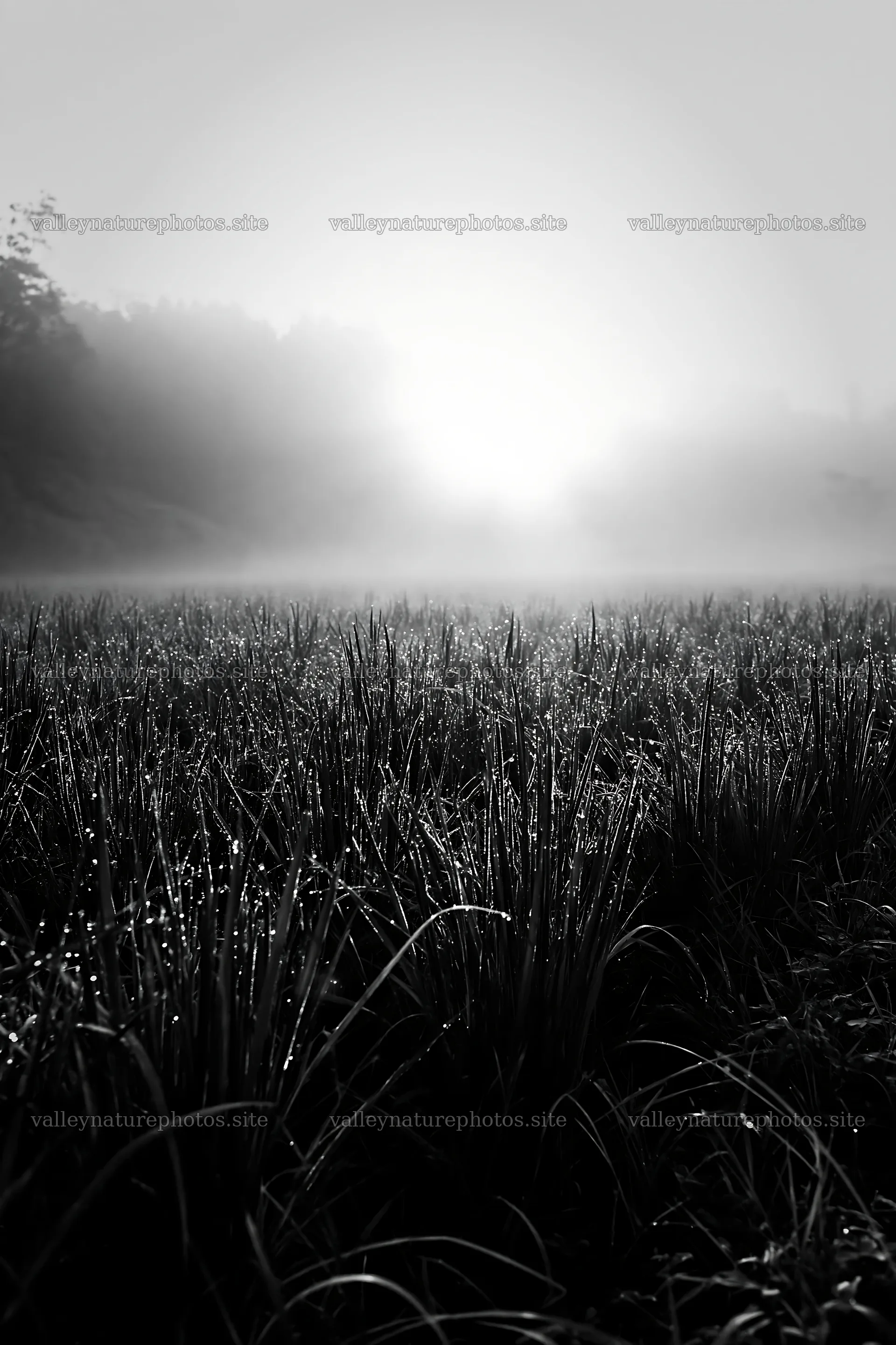 Miyazaki sunrise over meadow with dew covered sedges – nature photography 6480x9722