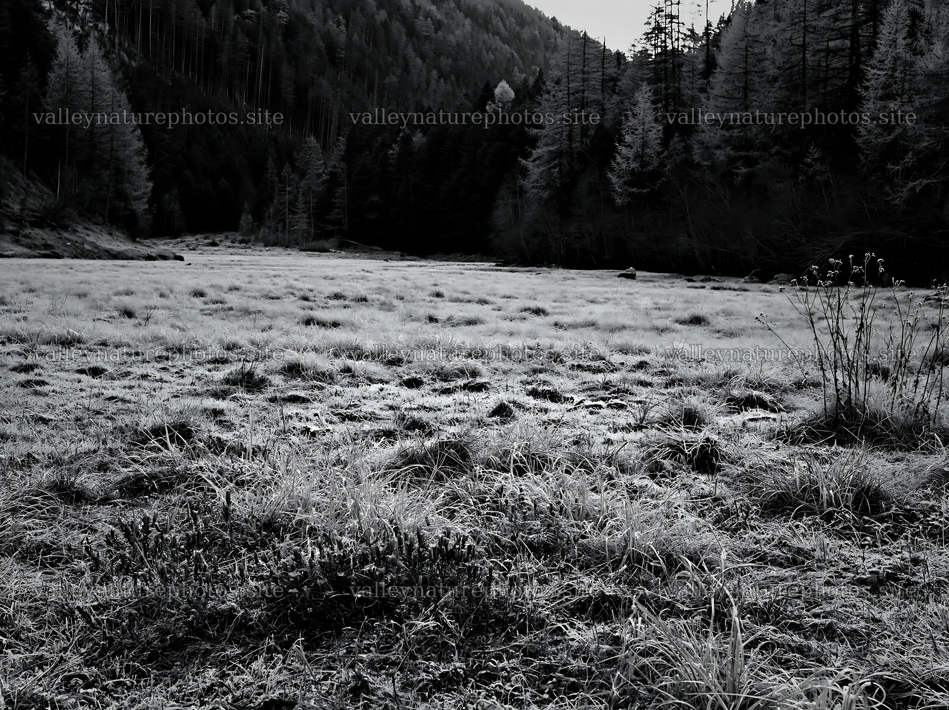 Wooded valley meadow in black and white setting – nature photography 9174x6866