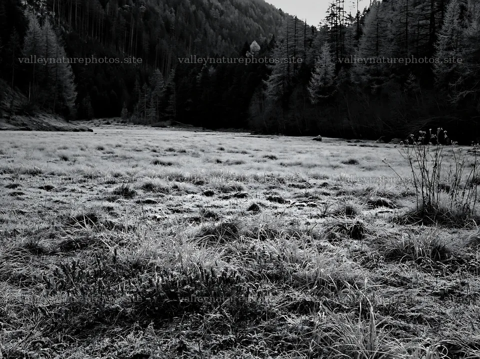 Wooded valley meadow in black and white setting – nature photography 9174x6866