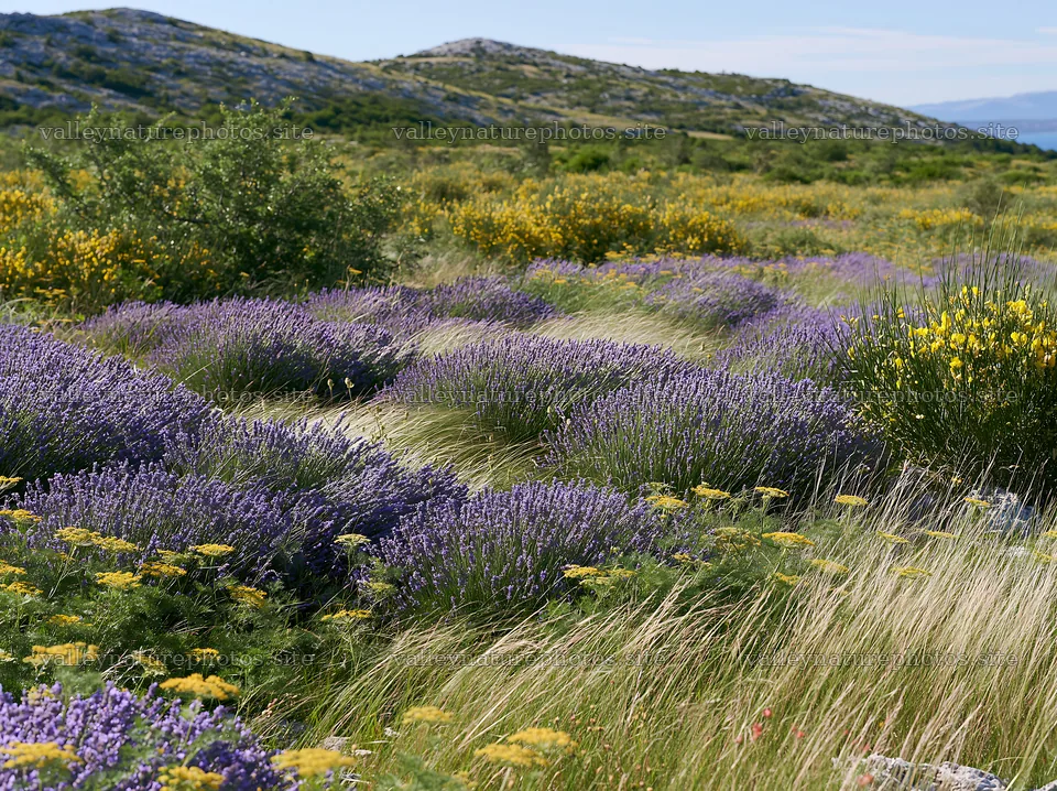Colorful lavender meadow with flowers and hills in the background – nature photography 9174x6866