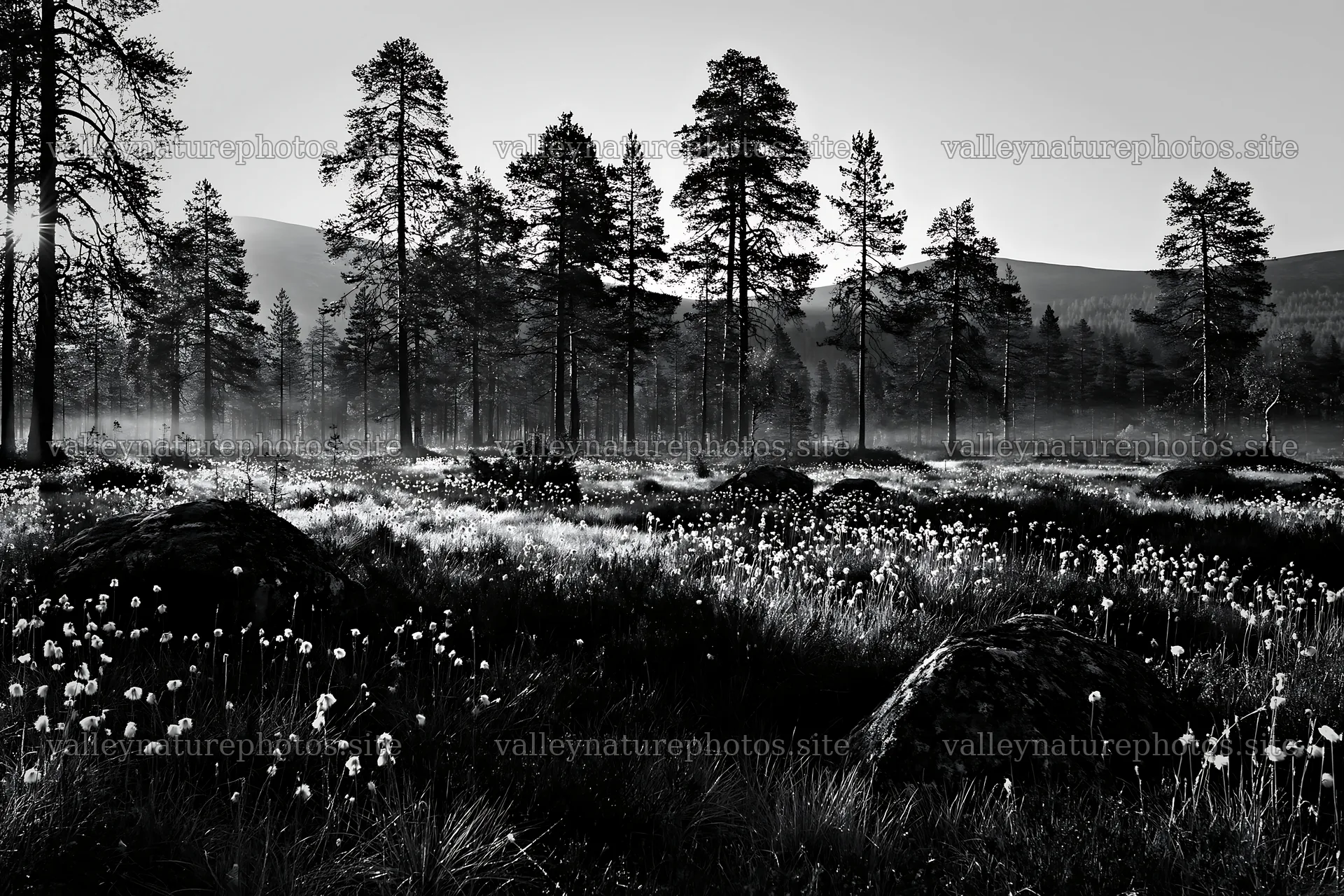 Pine forest meadow with wildflowers and mist at dawn – nature photography 9722x6480