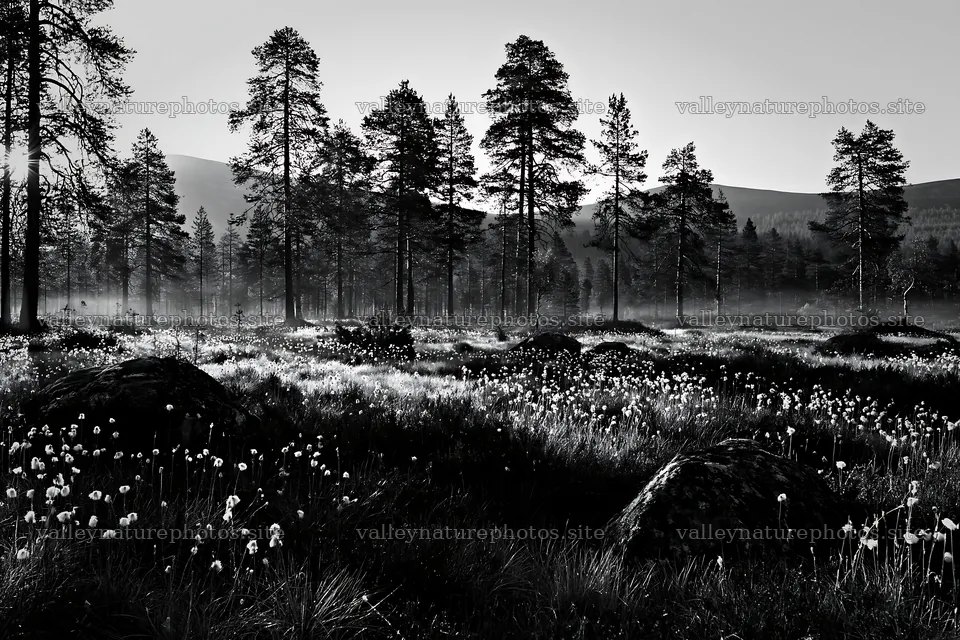 Pine forest meadow with wildflowers and mist at dawn – nature photography 9722x6480