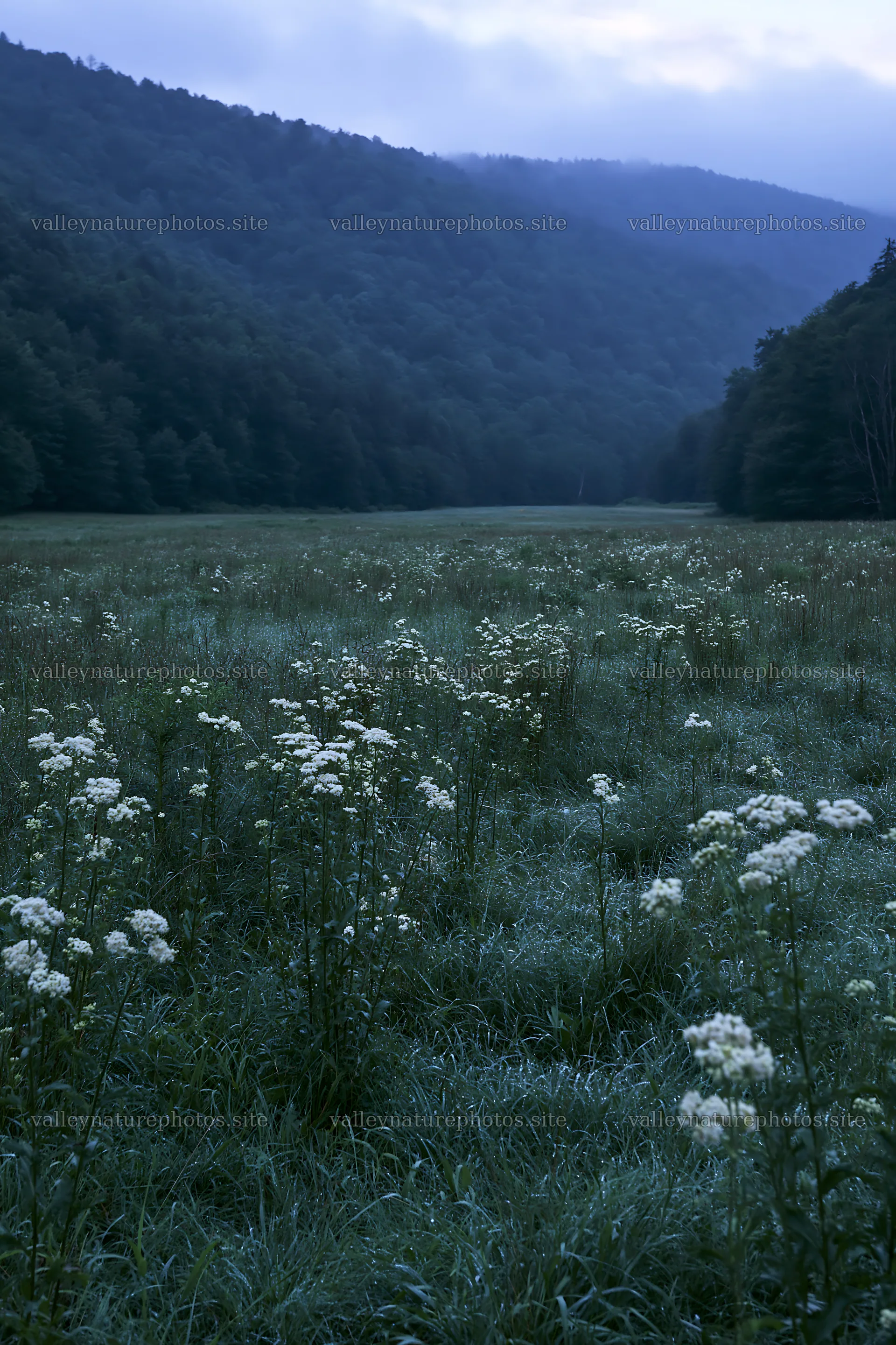 Rainy valley meadow with flowers and misty mountains in background – nature photography 6480x9722
