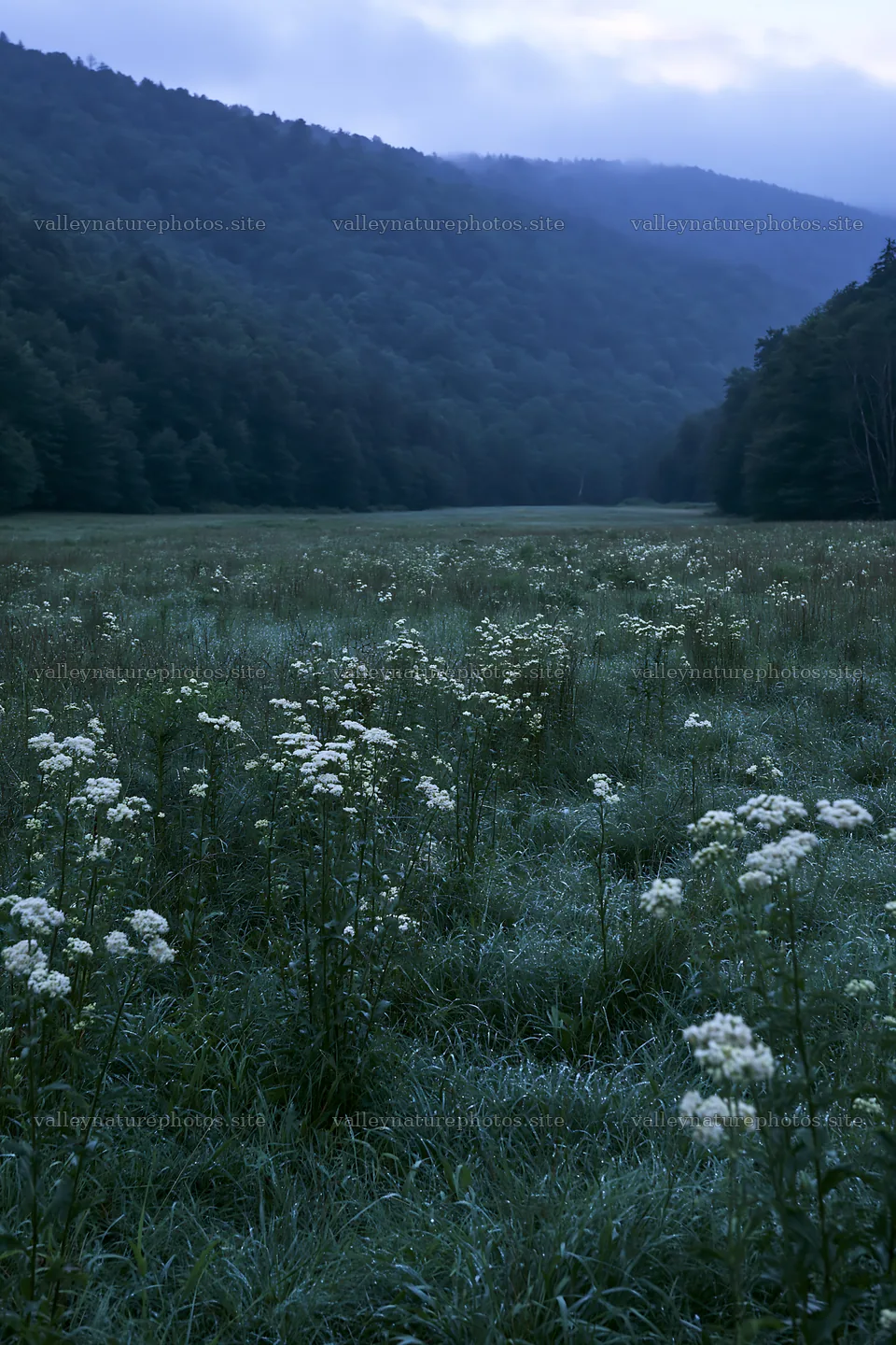 Rainy valley meadow with flowers and misty mountains in background – nature photography 6480x9722