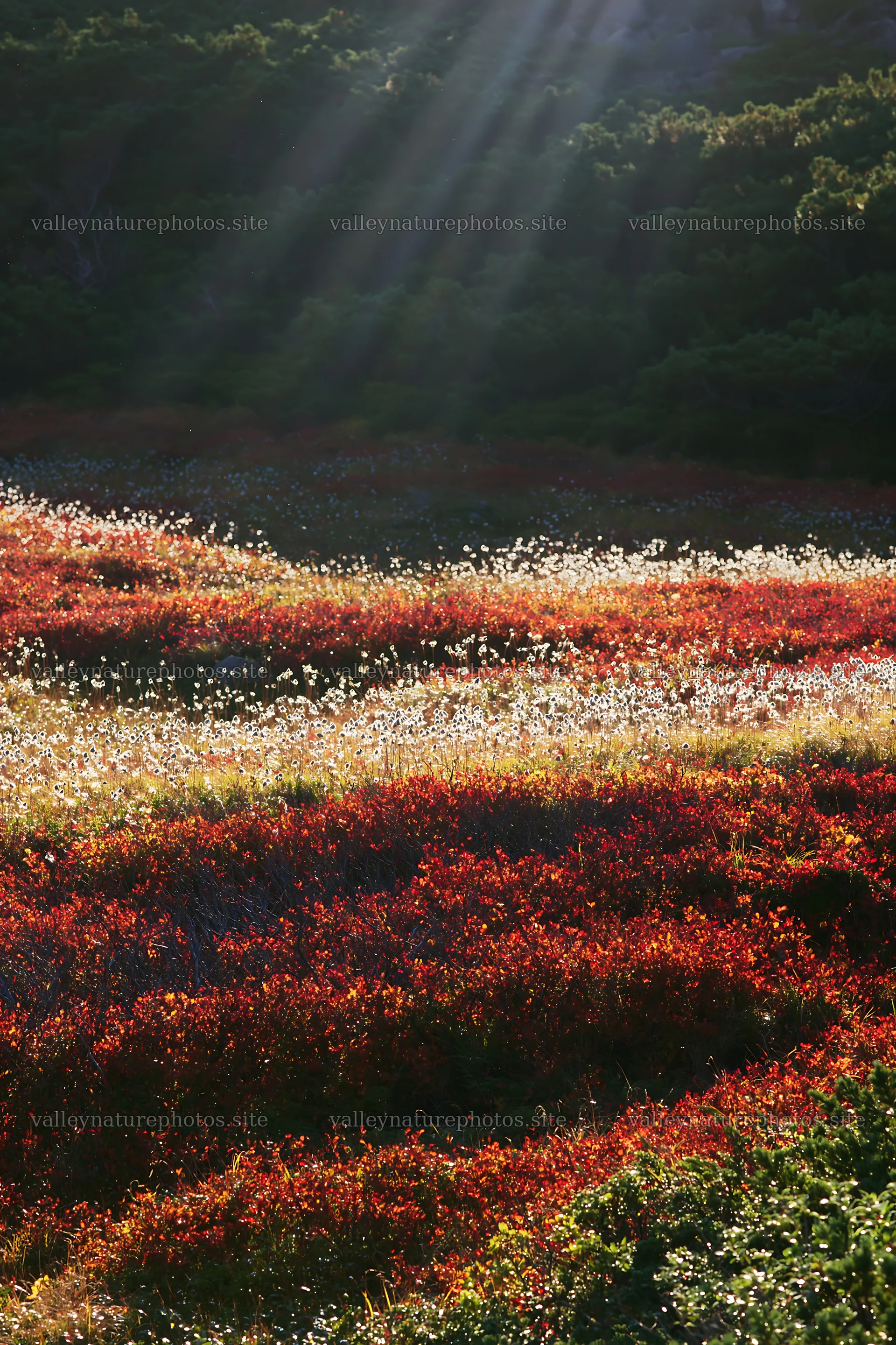 Daisetsuzan alpine meadow with light rays shining through plants – nature photography 6480x9722