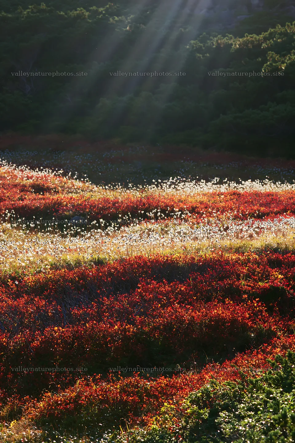 Daisetsuzan alpine meadow with light rays shining through plants – nature photography 6480x9722