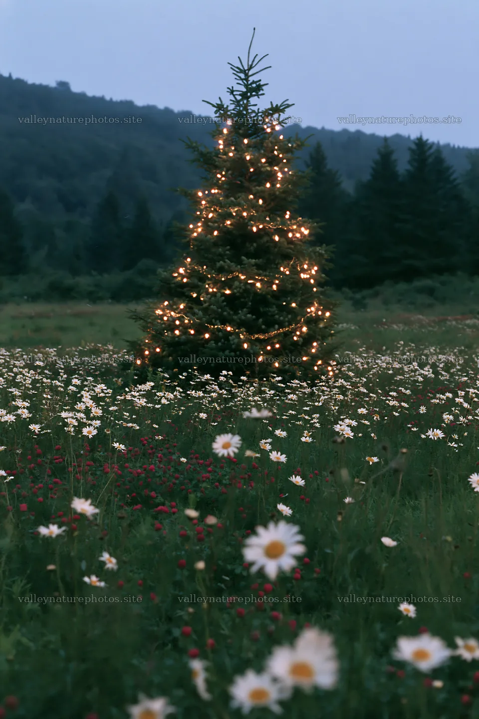Vibrant Christmas tree in meadow at dusk with flowers – nature photography 6480x9722
