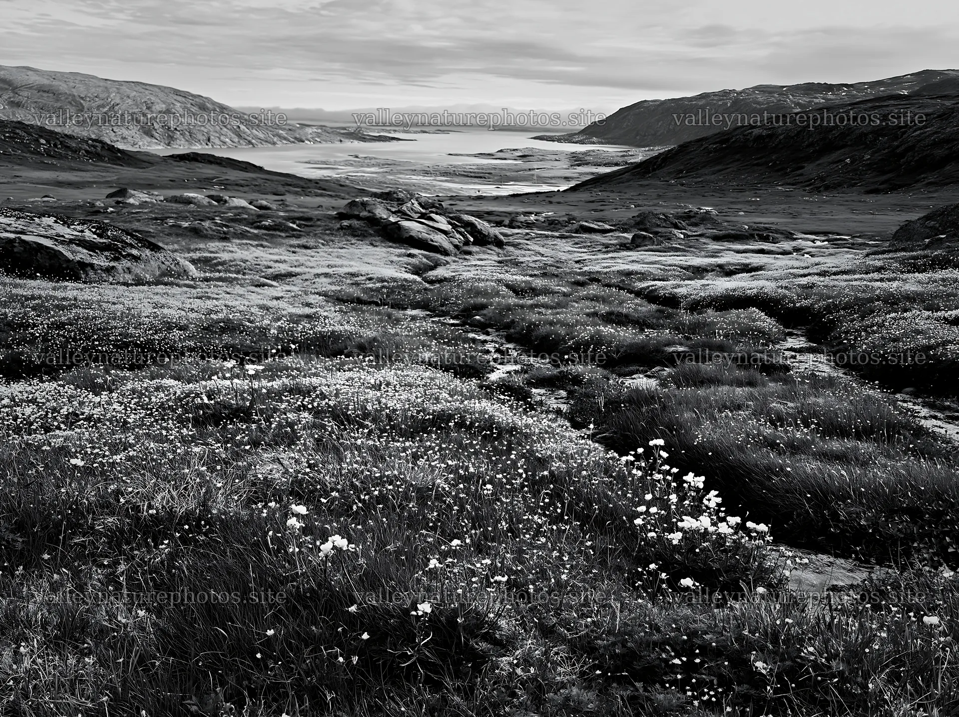 Fjord meadow with flowers and rocky landscape in black and white – nature photography 9174x6866