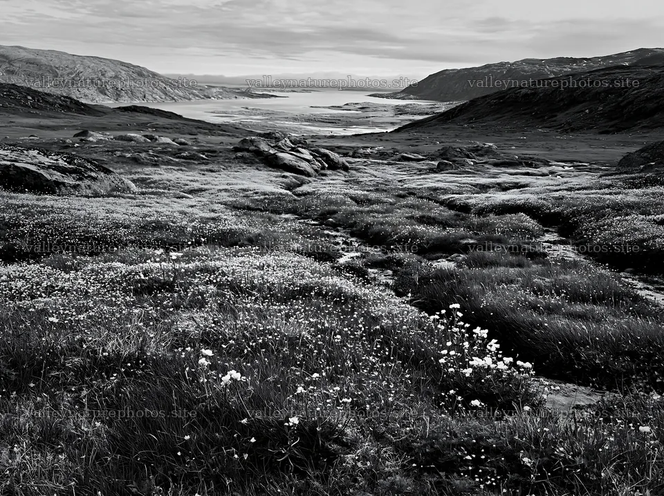 Fjord meadow with flowers and rocky landscape in black and white – nature photography 9174x6866