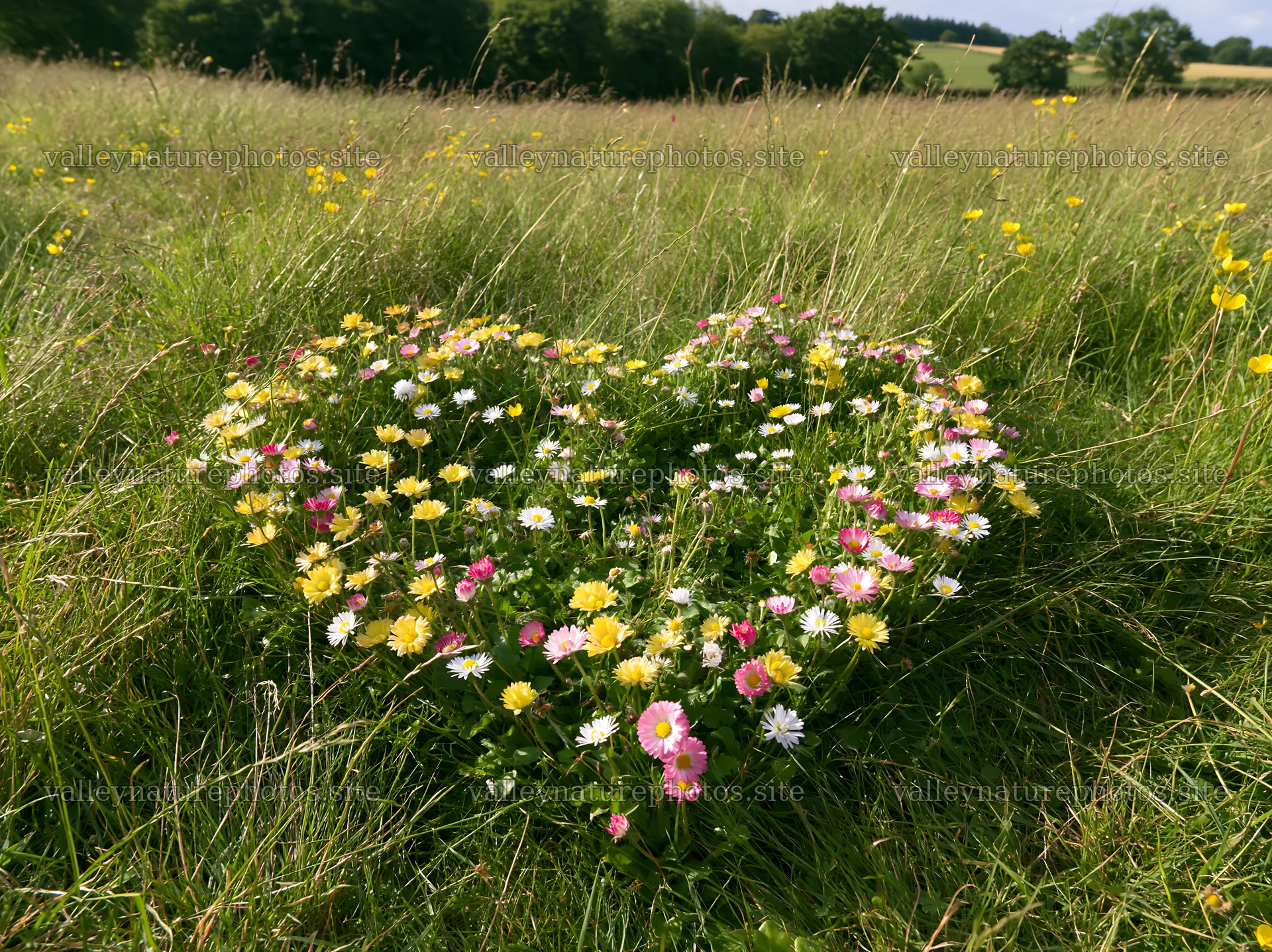 Heart-shaped flower arrangement in a meadow – nature photography 9174x6866