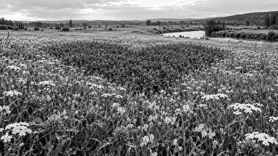 Black and White Wildflower Meadow by a River – nature photography 10324x5812