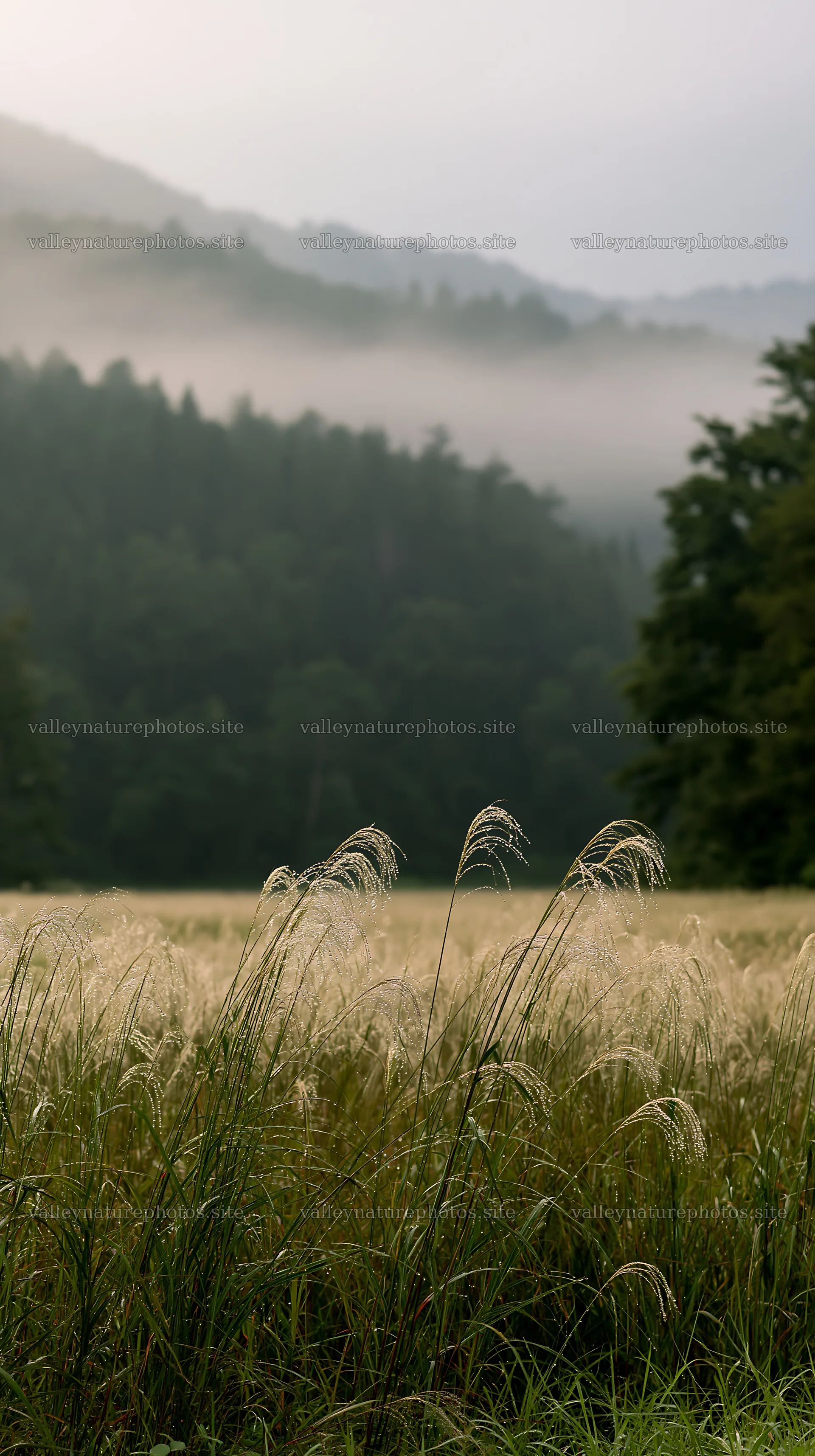 Fukui native grass meadow rain droplets glisten in the morning – nature photography 5938x10608
