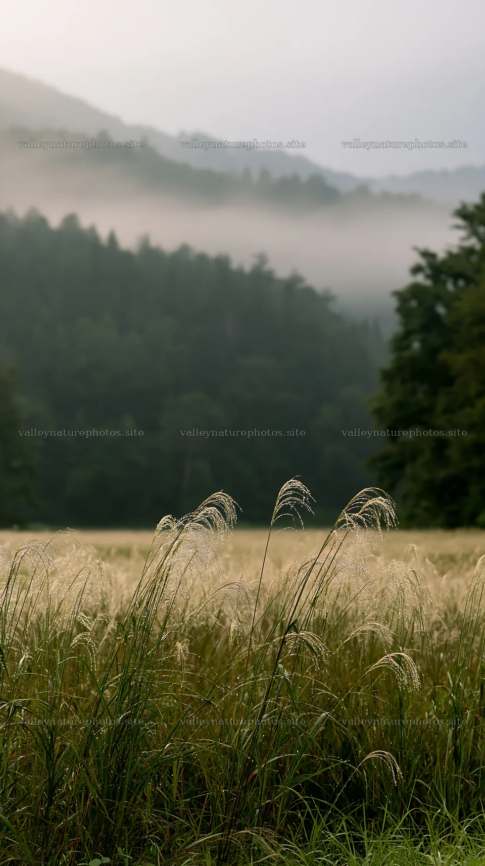 Fukui native grass meadow rain droplets glisten in the morning – nature photography 5938x10608