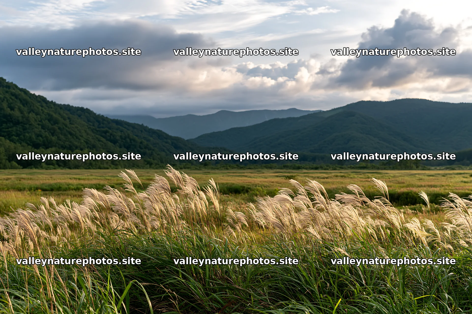Iwate rain refreshed meadow seedhead foreground under cloudy sky – nature photography 9722x6480