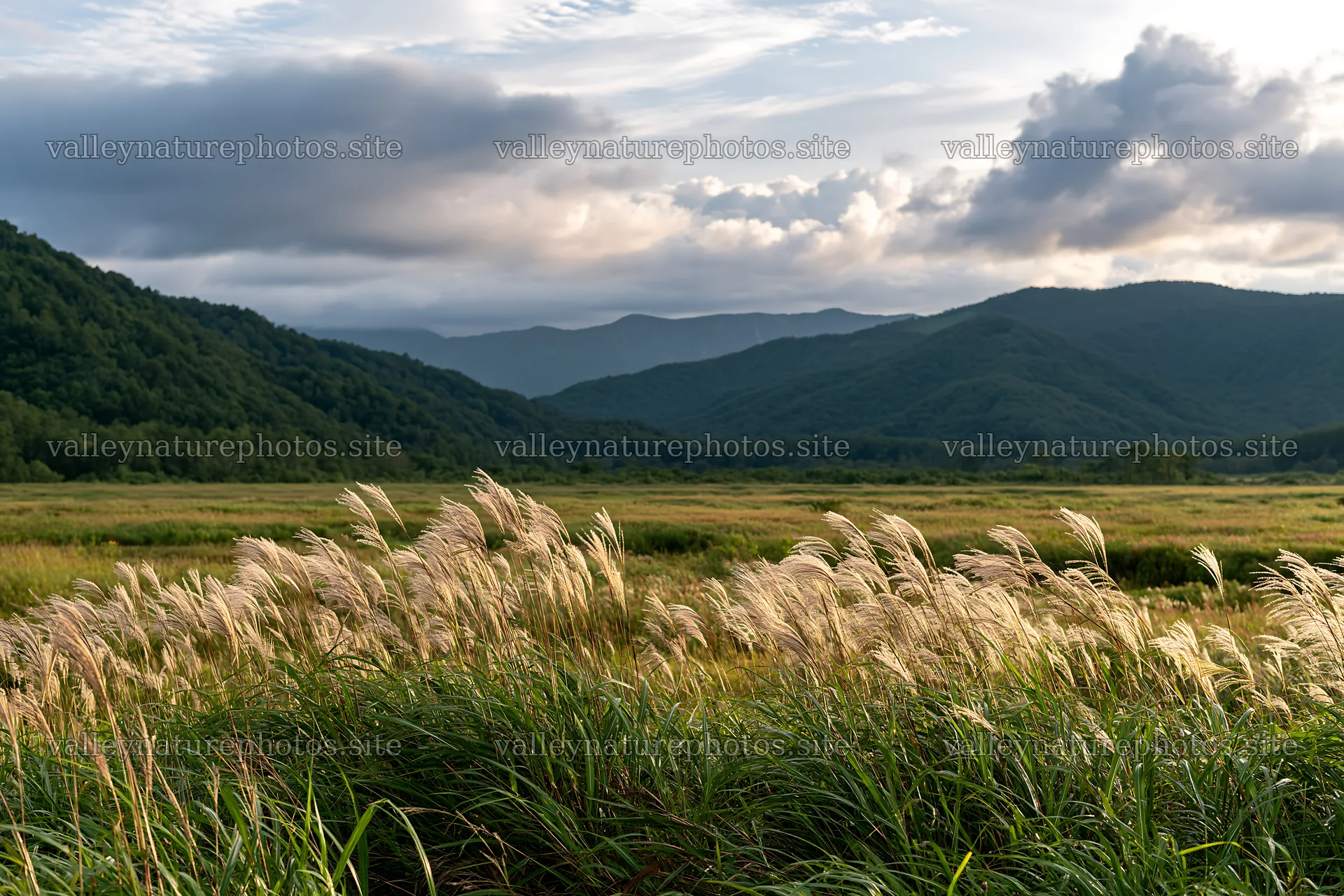 Iwate rain refreshed meadow seedhead foreground under cloudy sky – nature photography 9722x6480