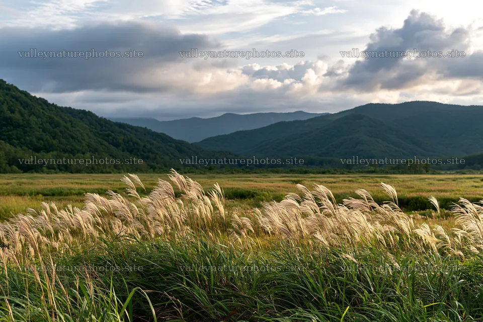 Iwate rain refreshed meadow seedhead foreground under cloudy sky – nature photography 9722x6480