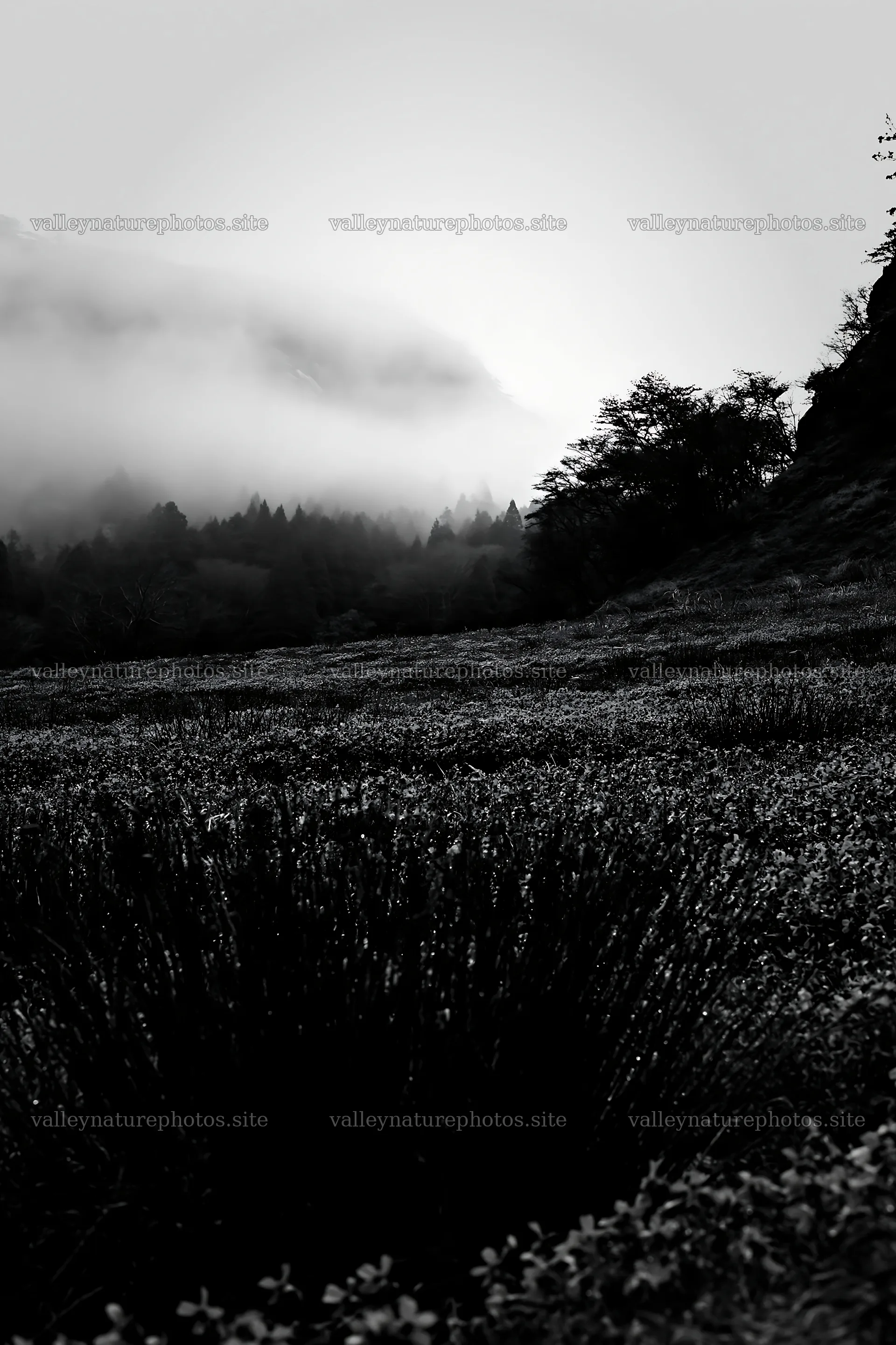 Shizuoka meadow with fog after heavy rain in black and white – nature photography 6480x9722