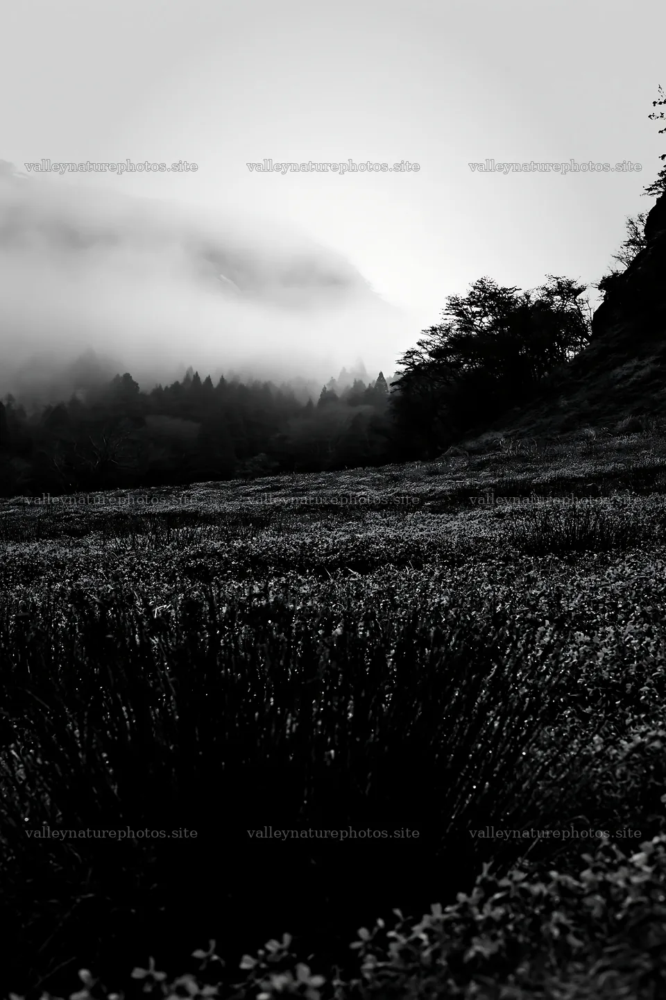 Shizuoka meadow with fog after heavy rain in black and white – nature photography 6480x9722
