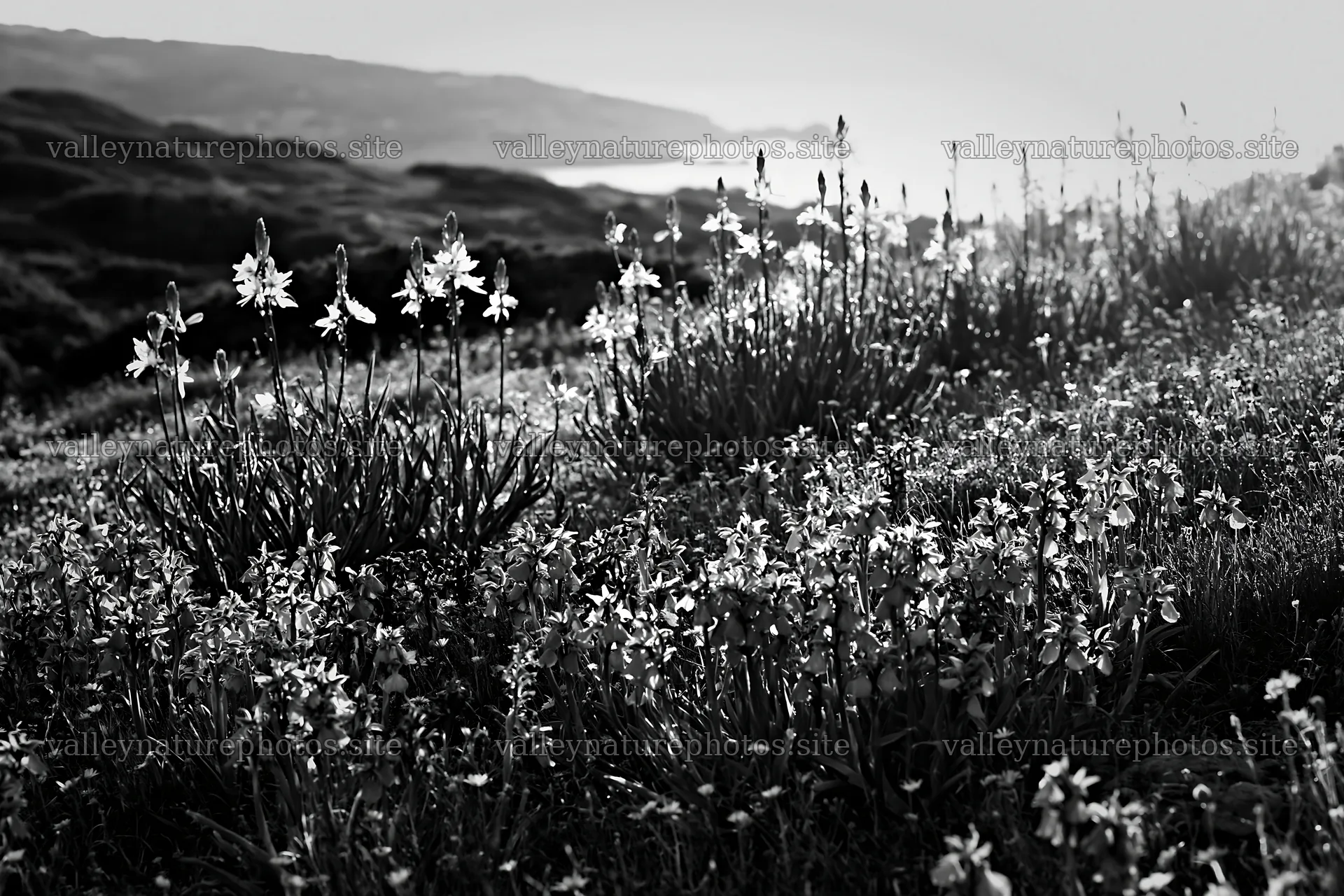 Colorful orchid meadow in natural light at the coast – nature photography 9722x6480