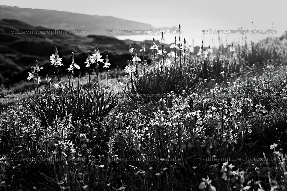 Colorful orchid meadow in natural light at the coast – nature photography 9722x6480