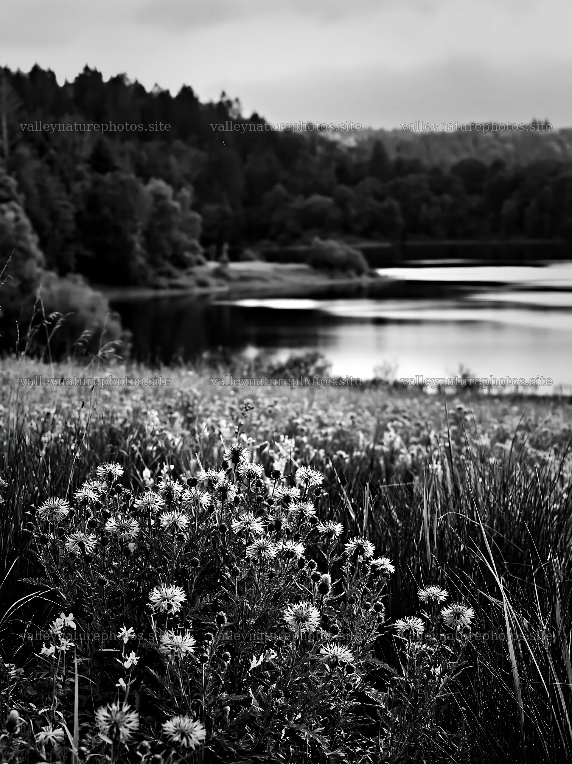 German lakeside meadow with flowers and calm water – nature photography 6866x9174
