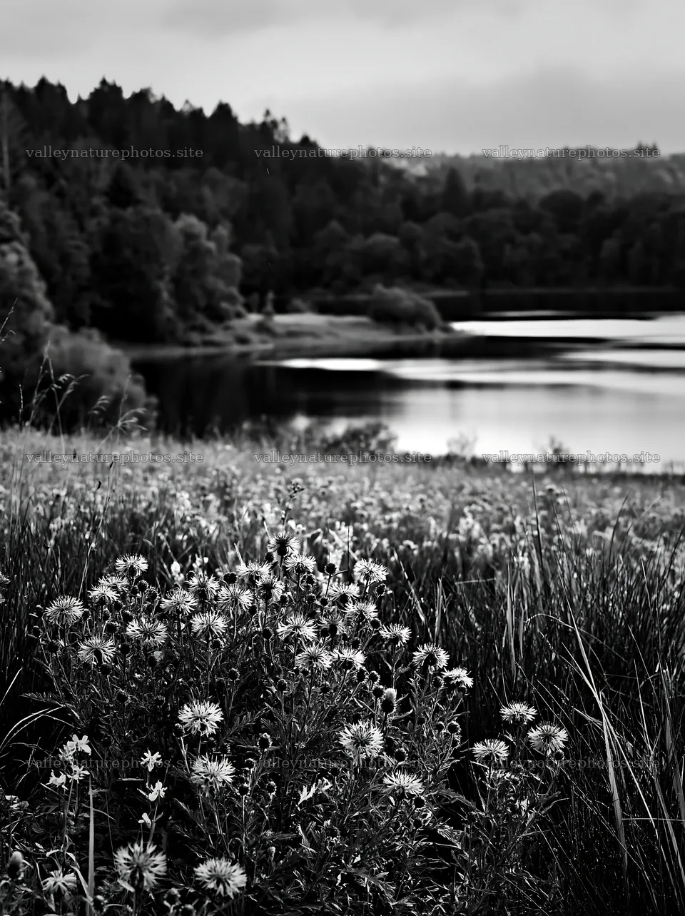 German lakeside meadow with flowers and calm water – nature photography 6866x9174