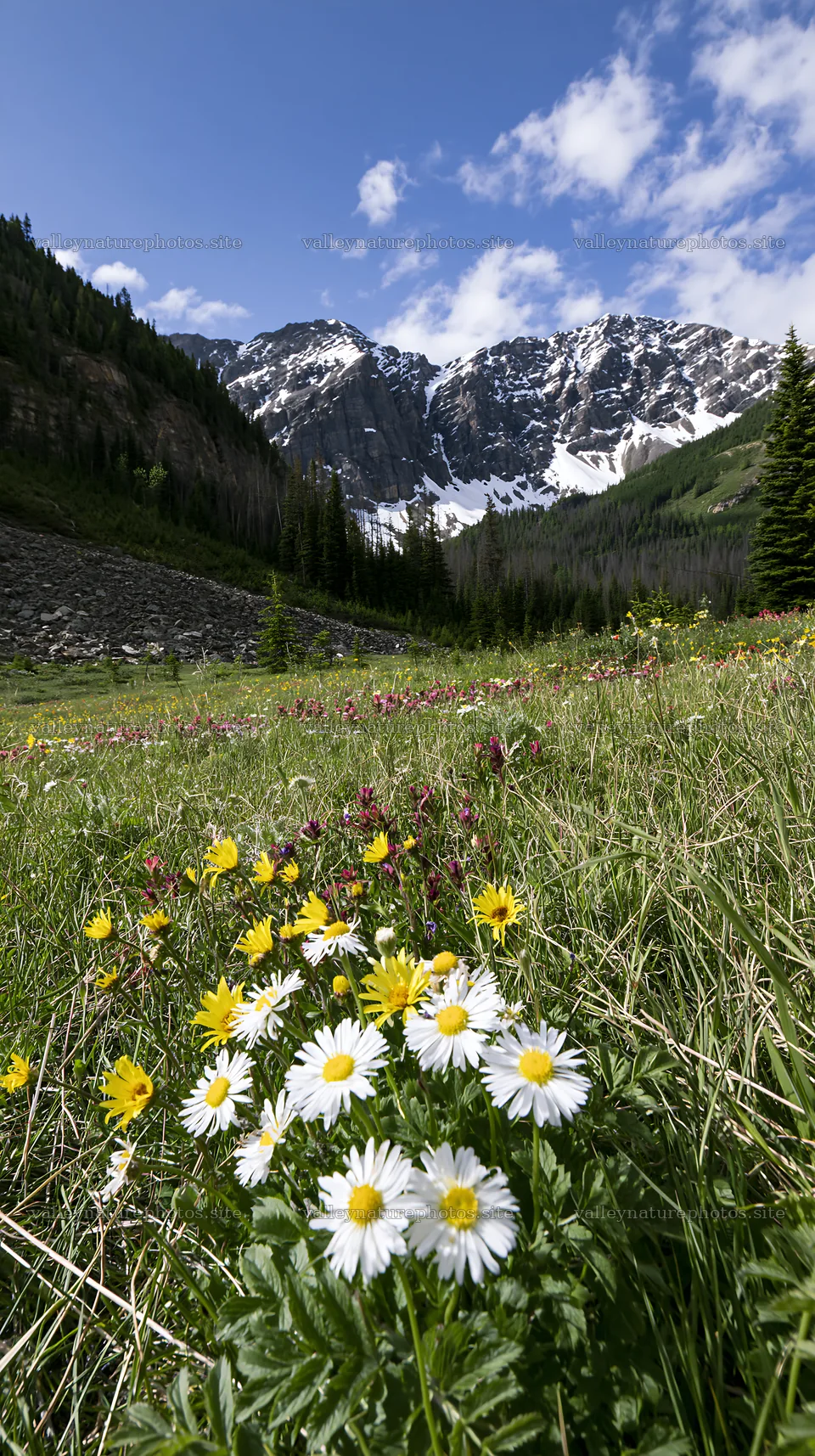 Snowy Rockies above a meadow with wildflowers in Banff – nature photography 5938x10608