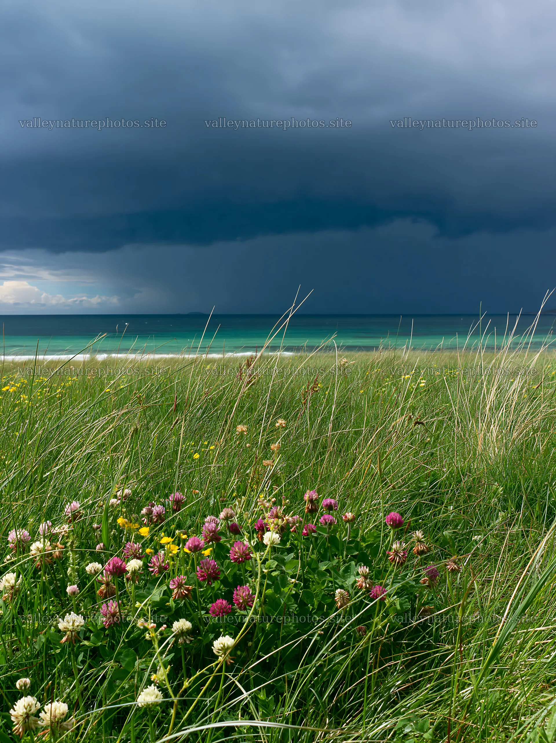 Regenerative meadow with flowers near a coastline – nature photography 6866x9174