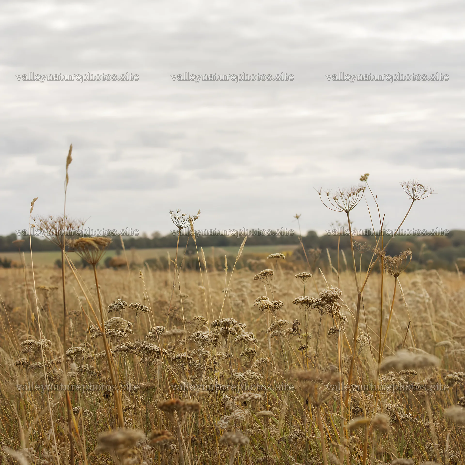Rewilding meadow with dry grass and wildflowers in natural setting – nature photography 7938x7938