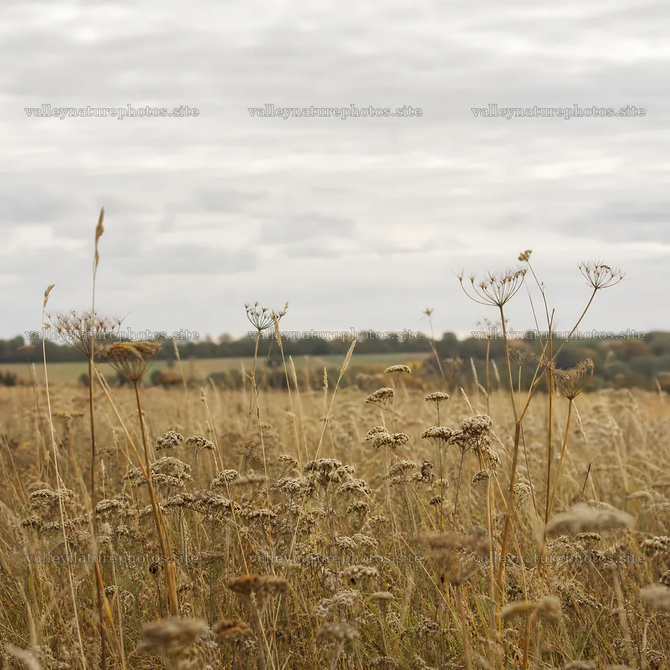 Rewilding meadow with dry grass and wildflowers in natural setting – nature photography 7938x7938