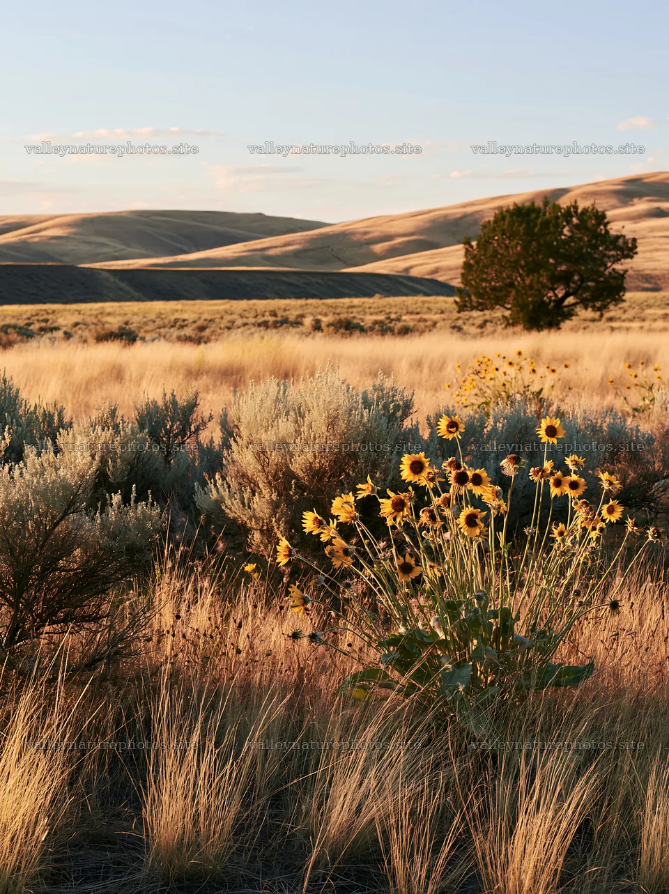 Sagebrush meadow light highlights sunflowers under blue skies – nature photography 6866x9174