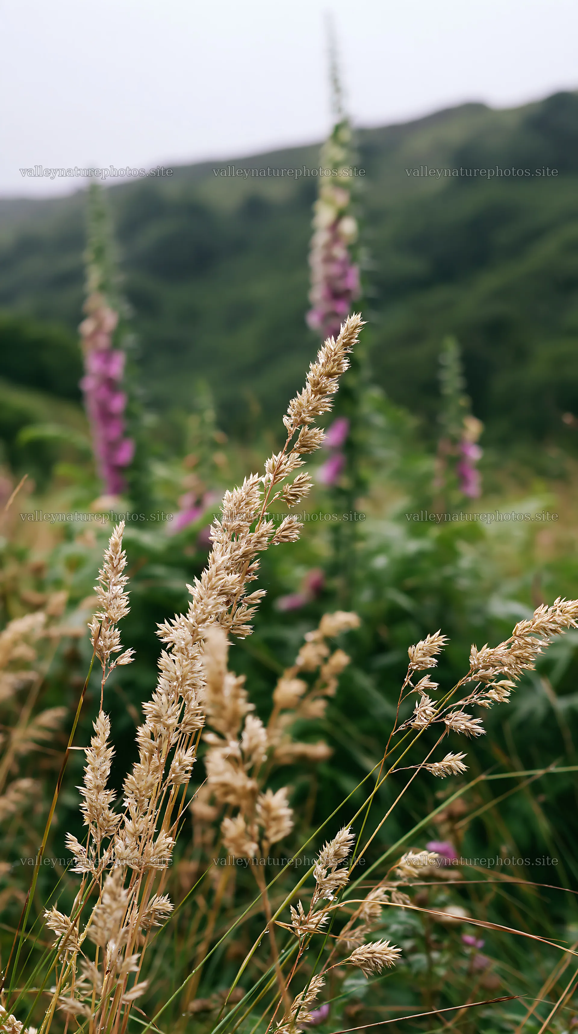 Meadow grass seedheads in a green landscape – nature photography 5938x10608