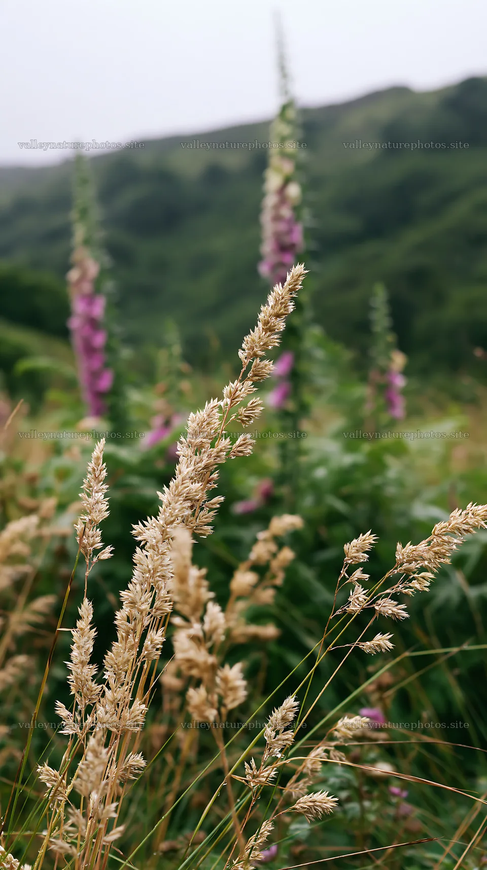 Meadow grass seedheads in a green landscape – nature photography 5938x10608