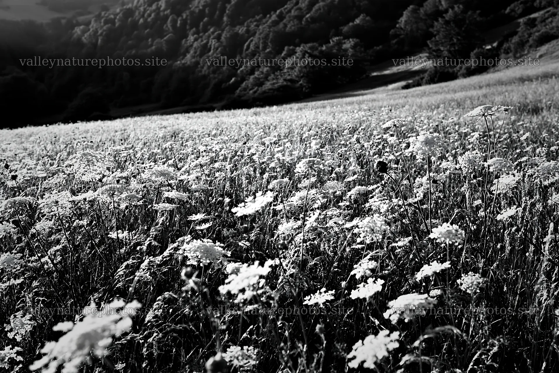 Sunny meadow with umbels in black and white – nature photography 9722x6480