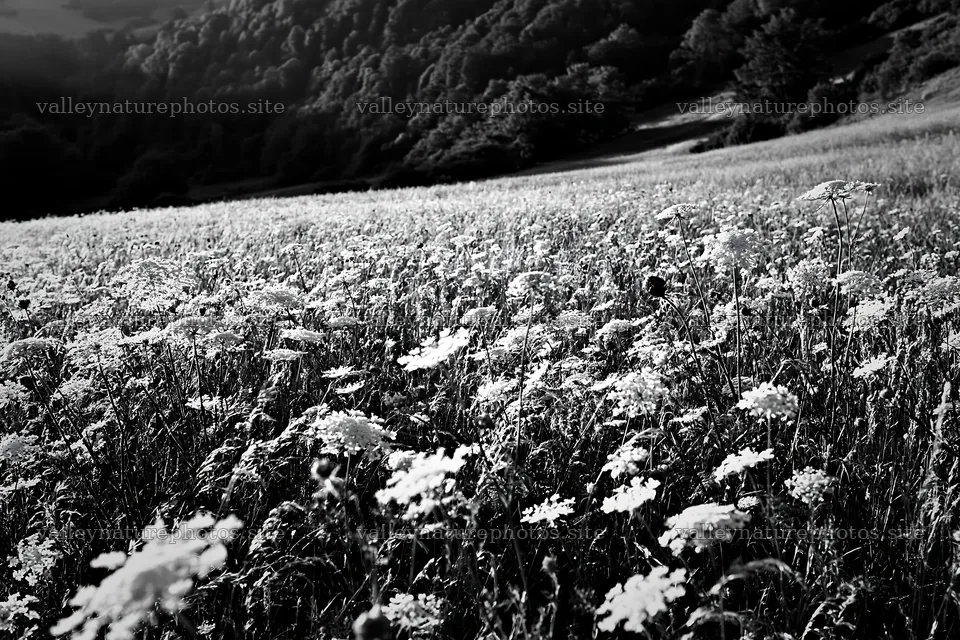Sunny meadow with umbels in black and white – nature photography 9722x6480