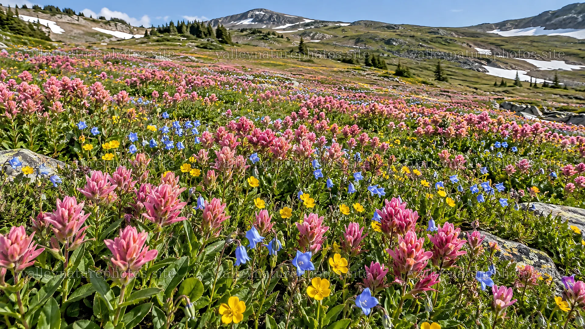 Colorful Alpine Wildflowers Beneath Snowy Peaks – nature photography 10324x5812