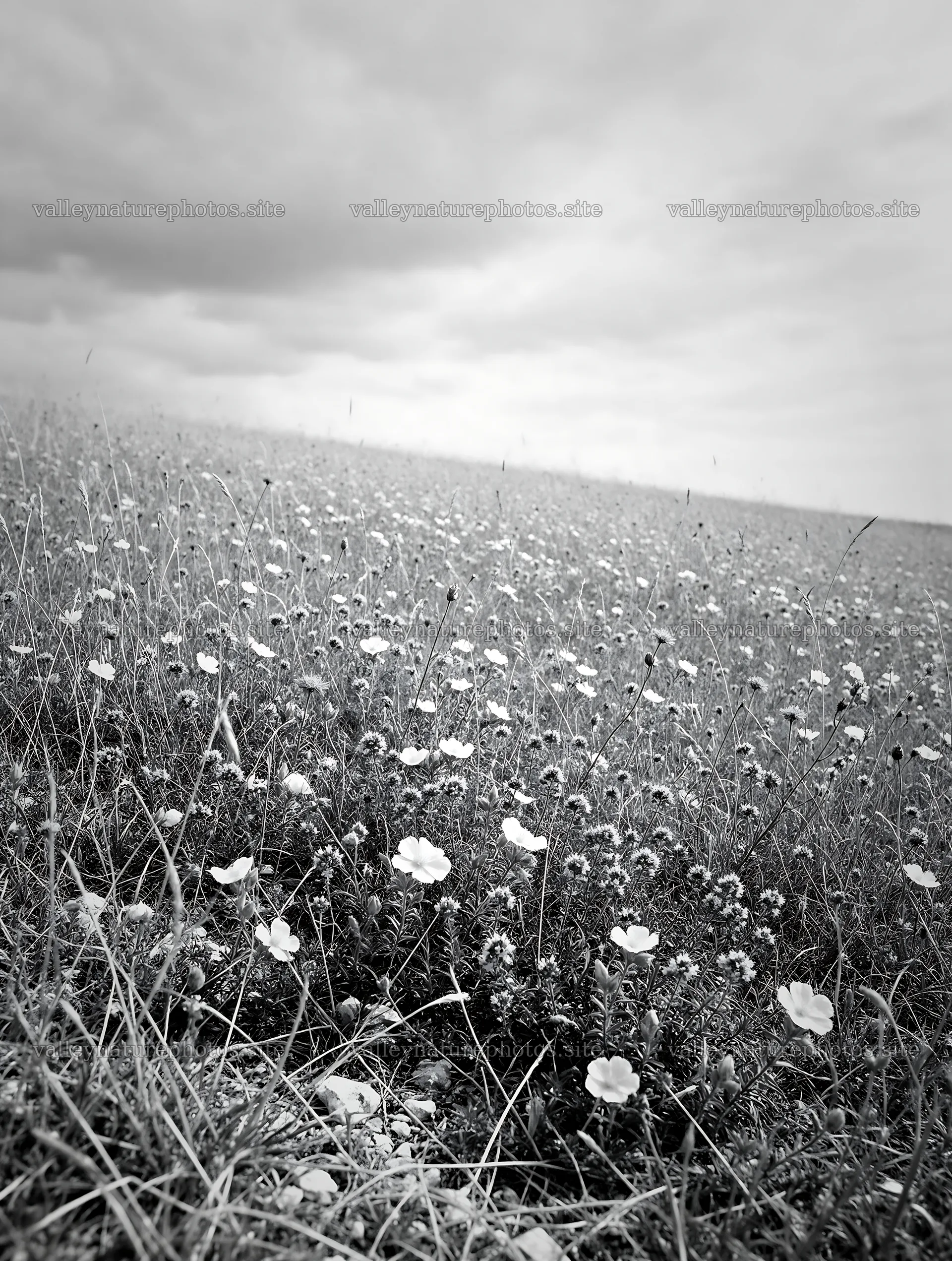 Cloudy flower meadow with wildflowers under overcast sky – nature photography 6898x9134