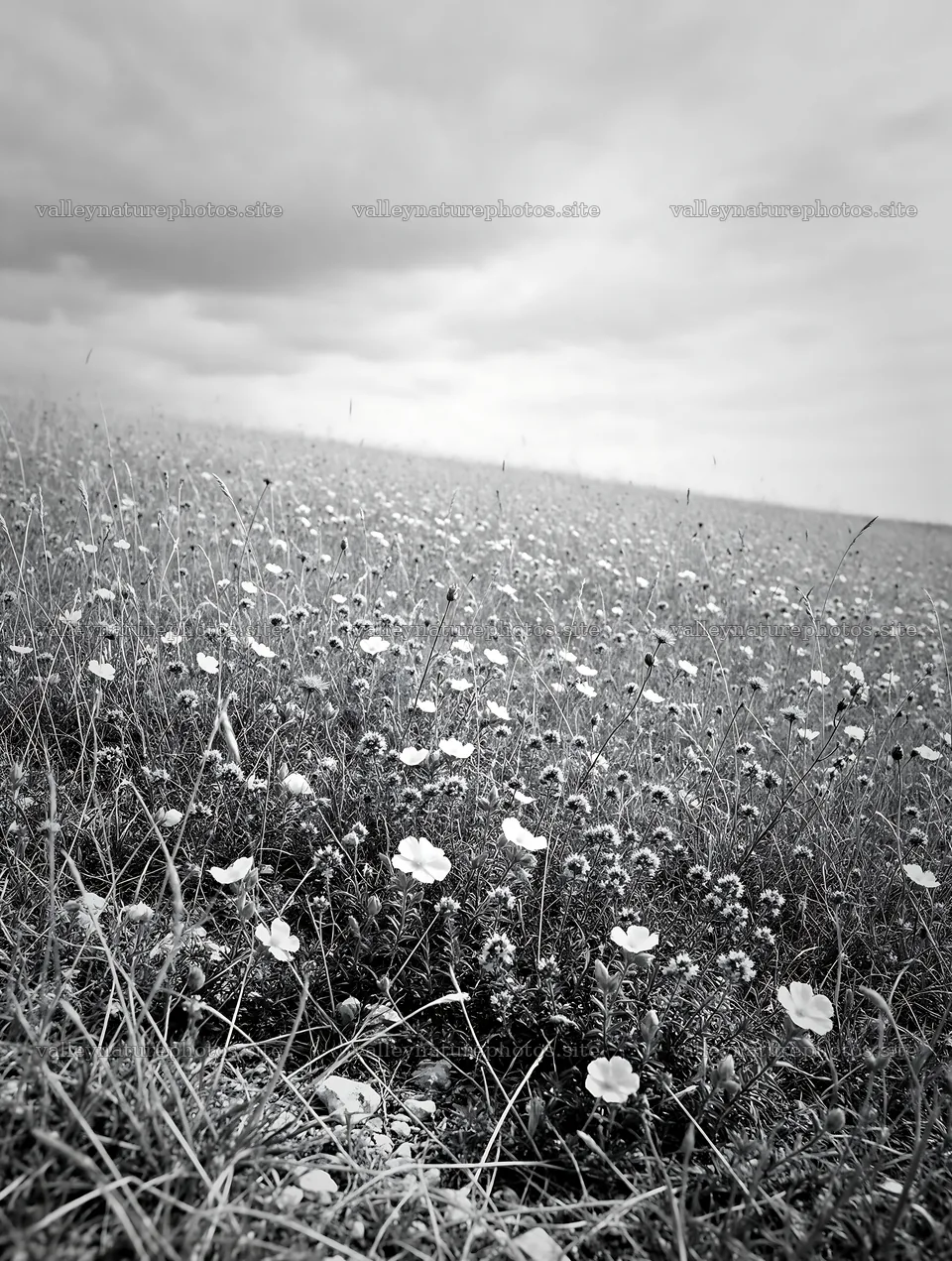 Cloudy flower meadow with wildflowers under overcast sky – nature photography 6898x9134