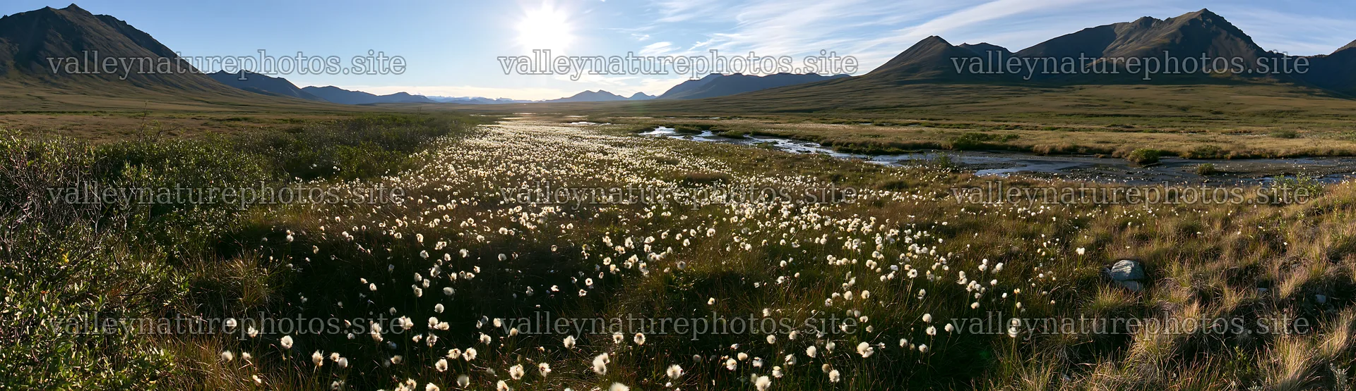 Cottongrass meadow at sunrise with mountains in the background – nature photography 14762x4268