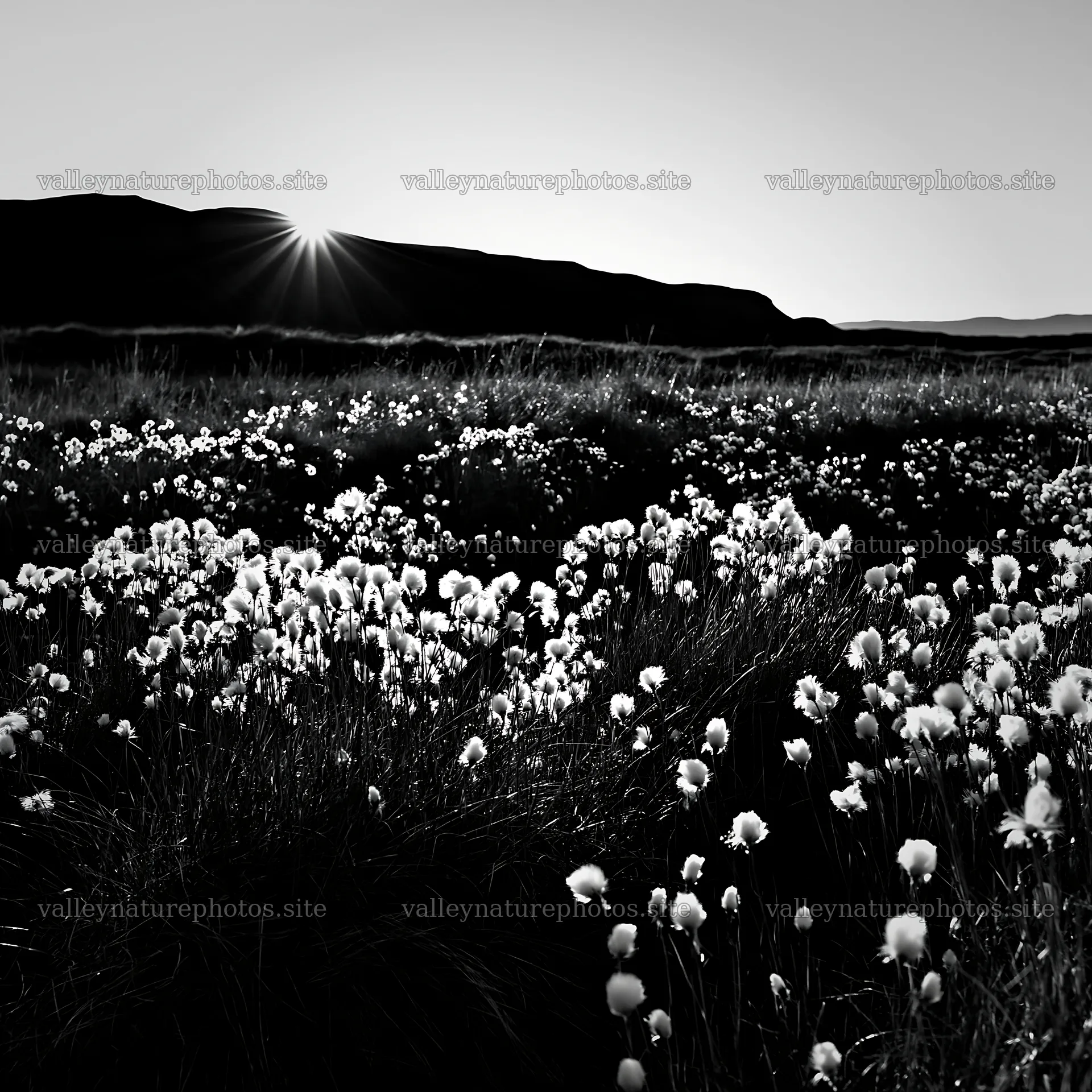 Cottongrass meadow glow at sunset – nature photography 7938x7938