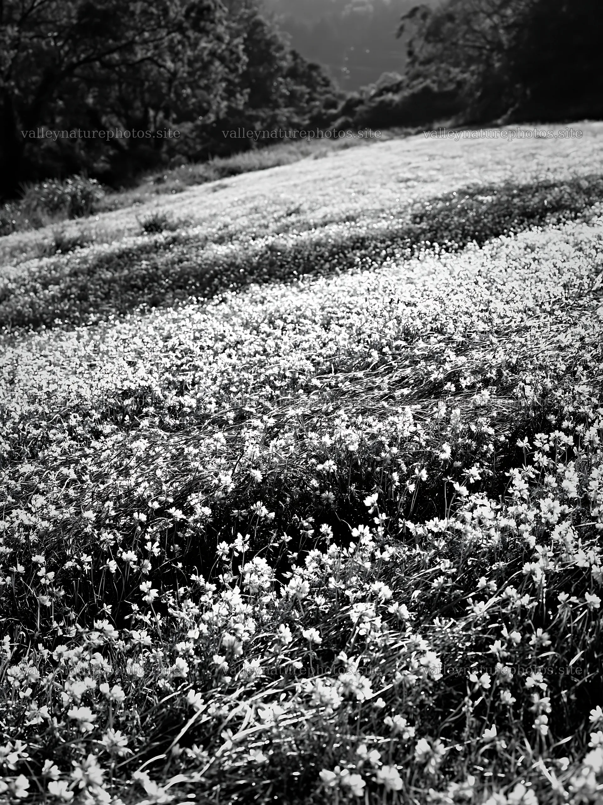 Fukuoka spring meadow fallen blossom foreground shows blooming flowers – nature photography 6866x9174