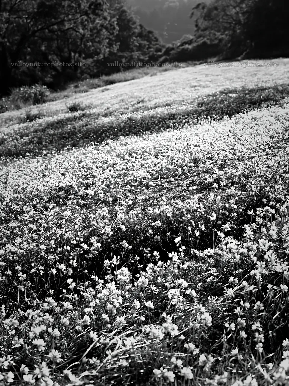 Fukuoka spring meadow fallen blossom foreground shows blooming flowers – nature photography 6866x9174