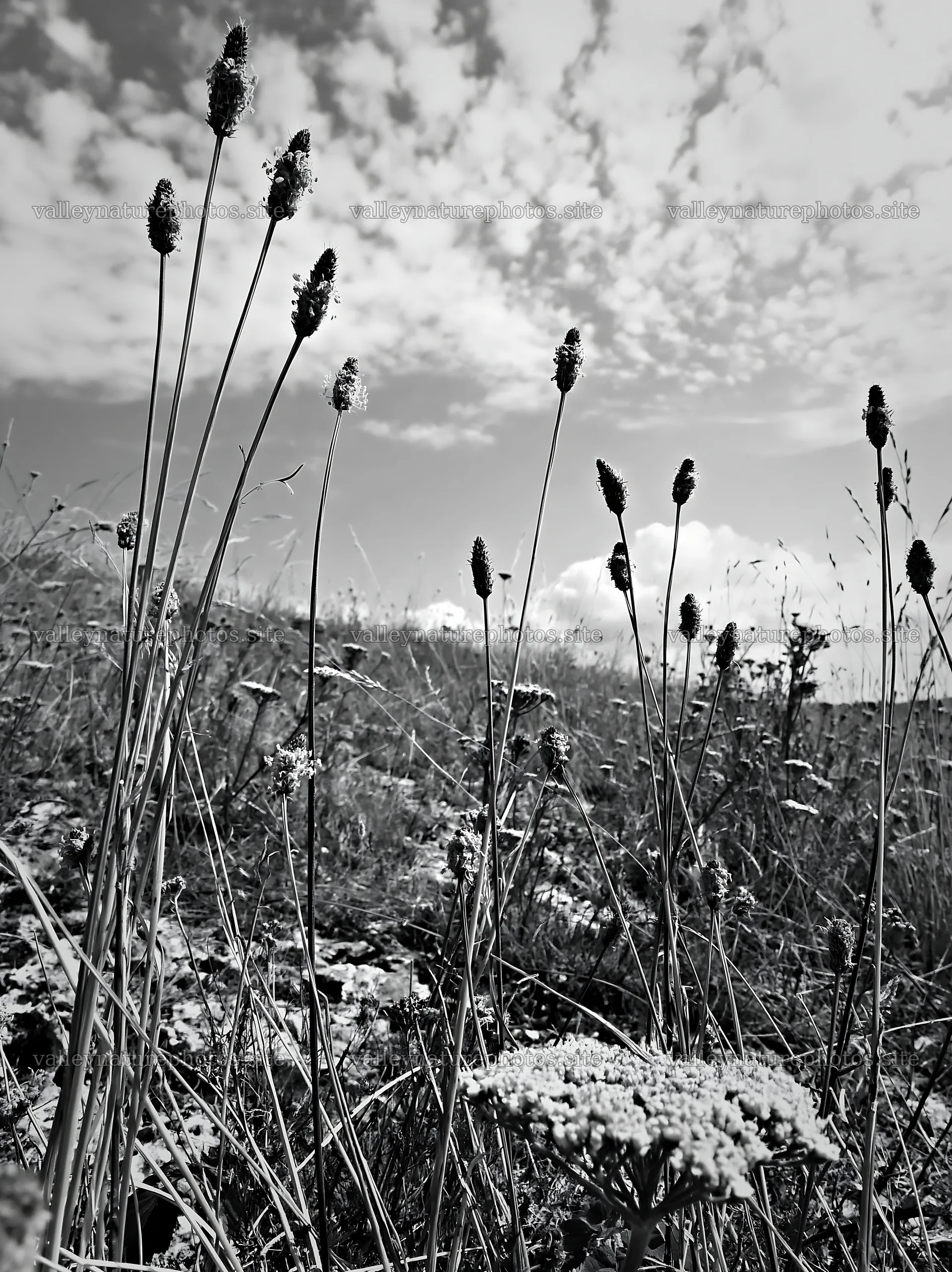 Seedhead meadow with tall grasses under a cloudy sky – nature photography 6866x9174