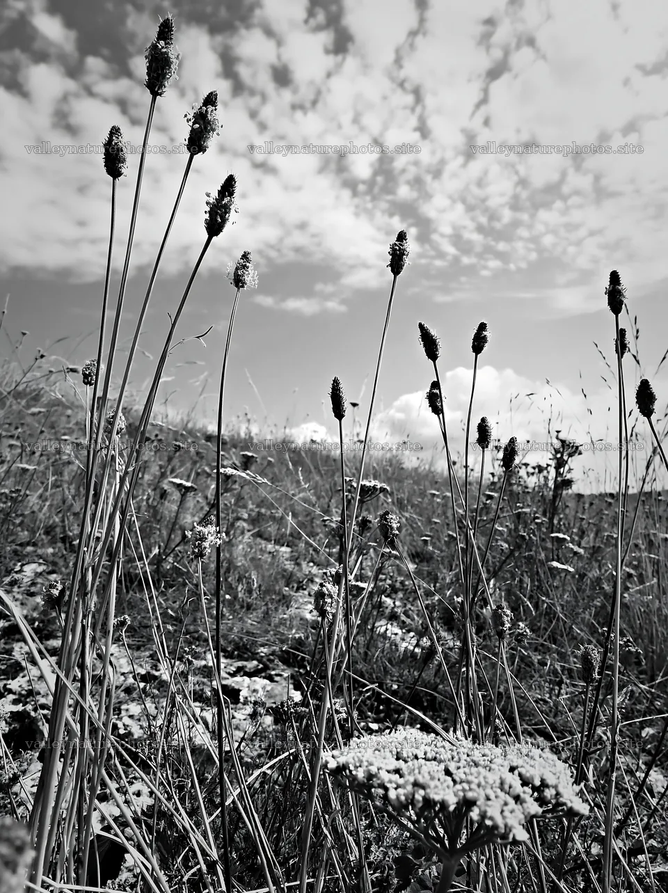 Seedhead meadow with tall grasses under a cloudy sky – nature photography 6866x9174
