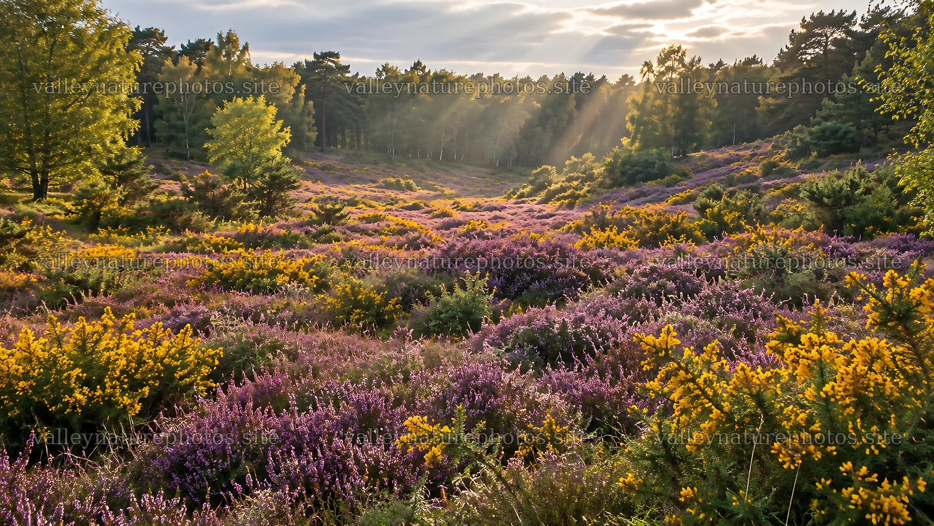 Sunbeams over a flowering forest clearing – nature photography 10324x5812