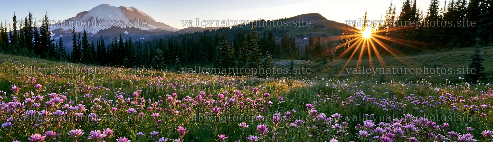 Mount Rainier wildflower meadow sunrise with vibrant blooms – nature photography 14762x4268