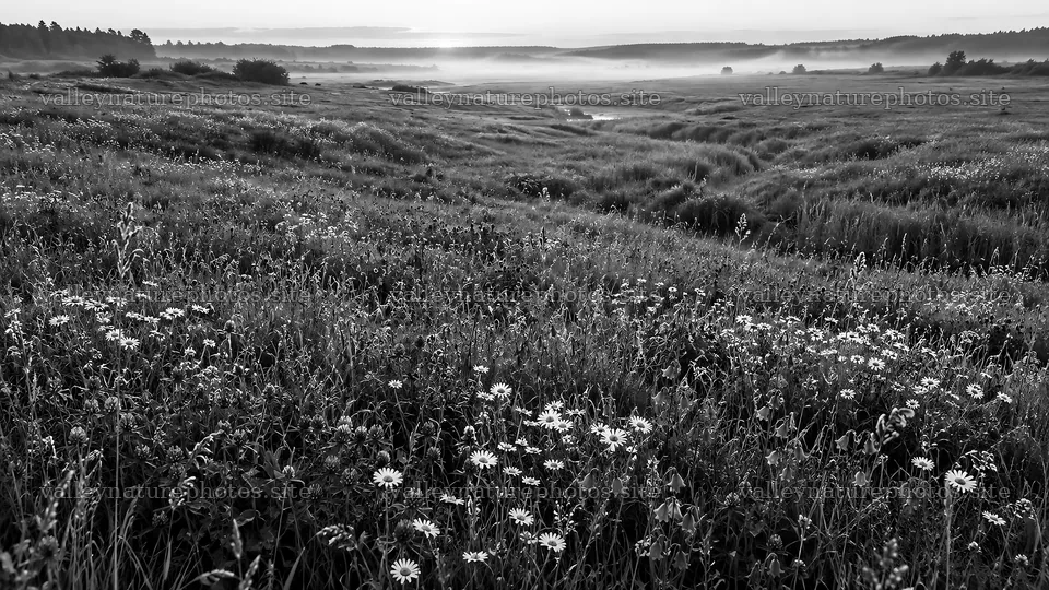 Wildflower Meadow in Morning Mist, Monochrome – nature photography 10324x5812